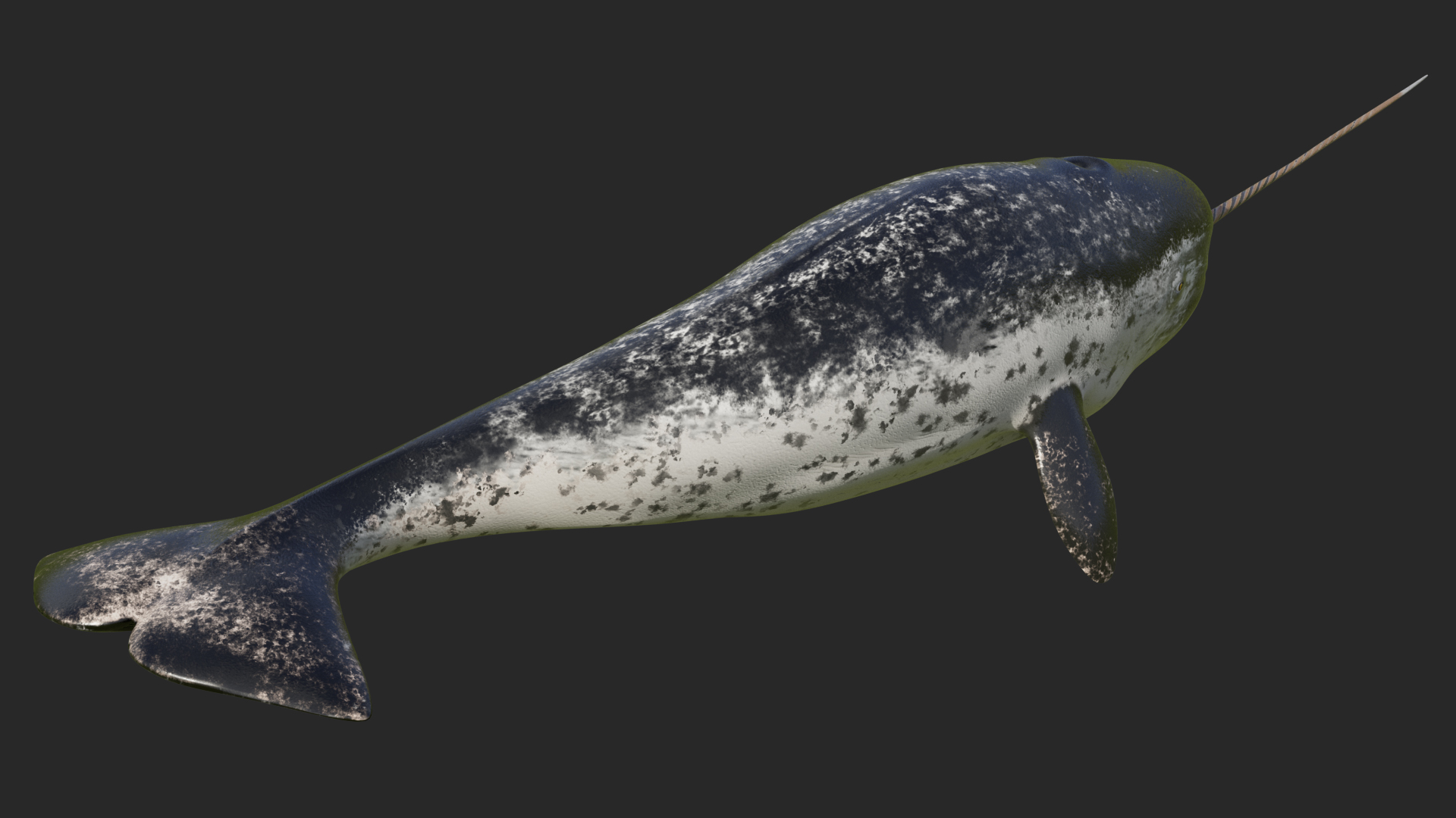 3D Narhwal Swimming Pose