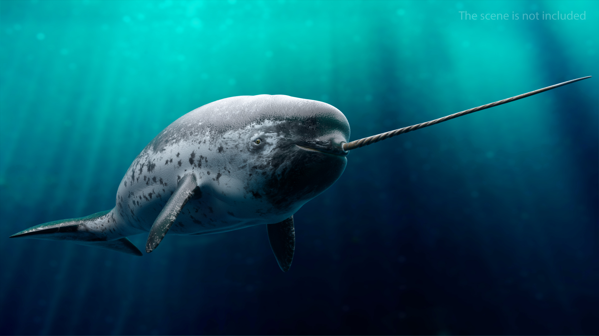 3D Narhwal Swimming Pose