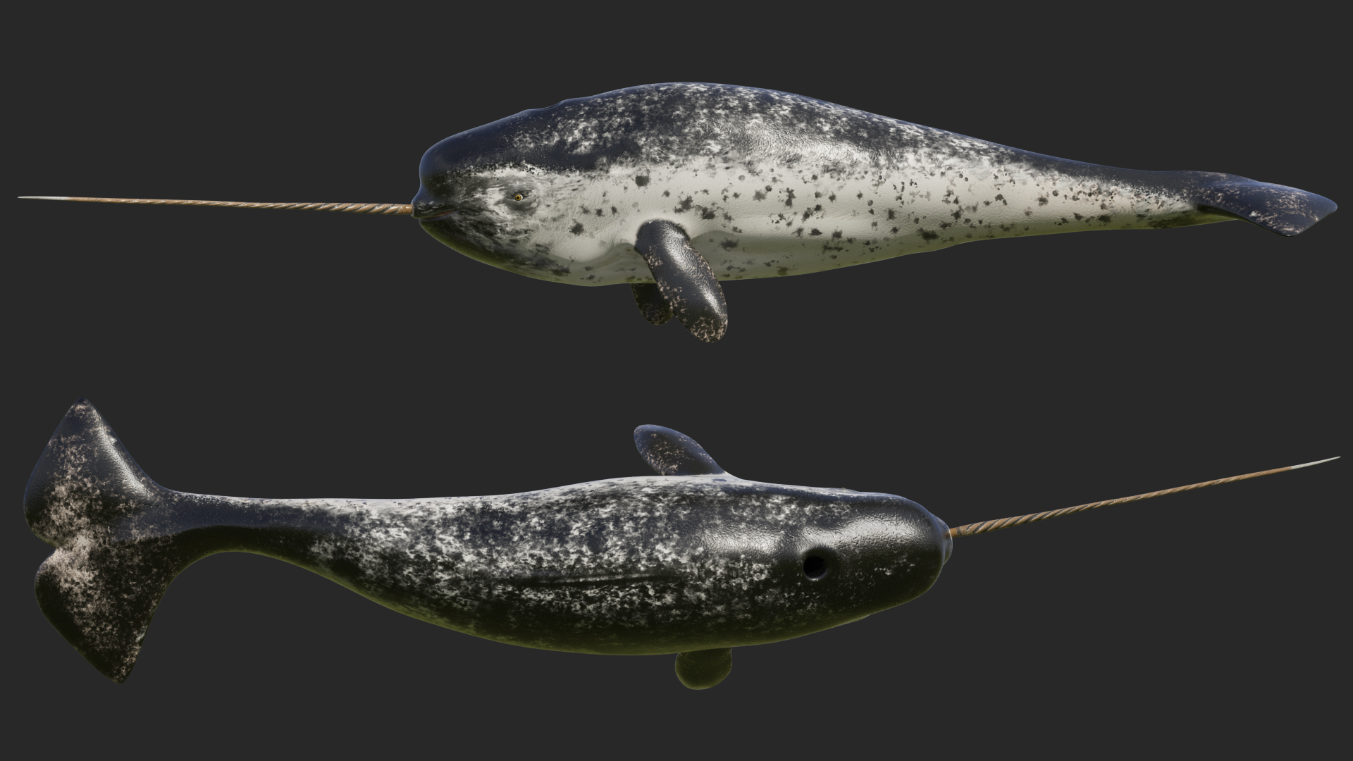3D Narhwal Swimming Pose