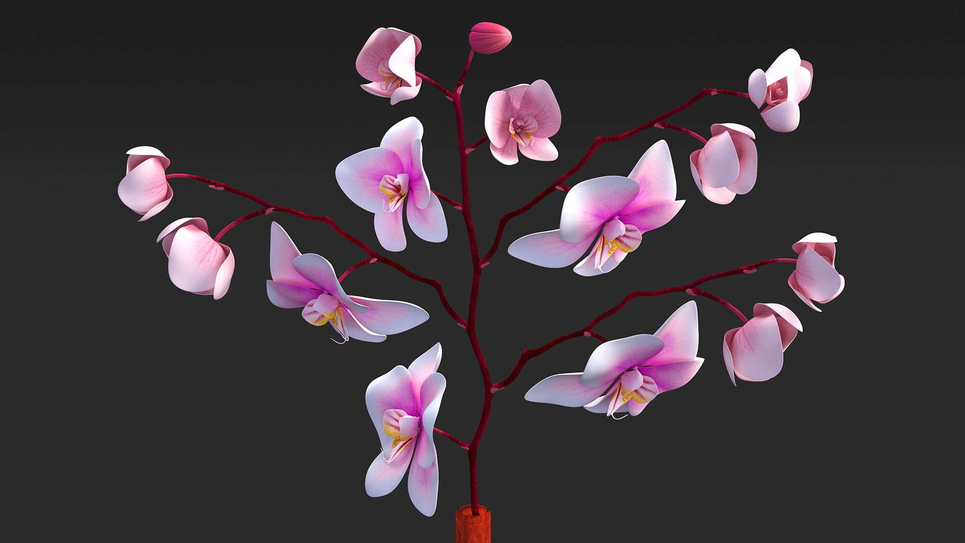 Phalaenopsis Orchid and Glass Vase 3D model