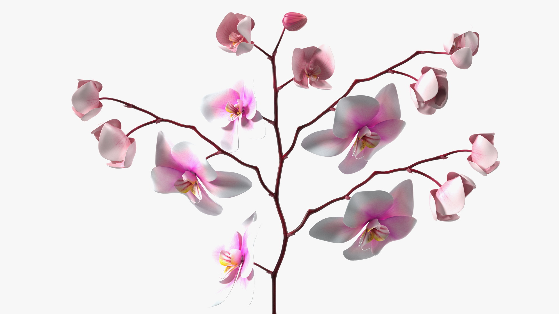 Phalaenopsis Orchid and Glass Vase 3D model