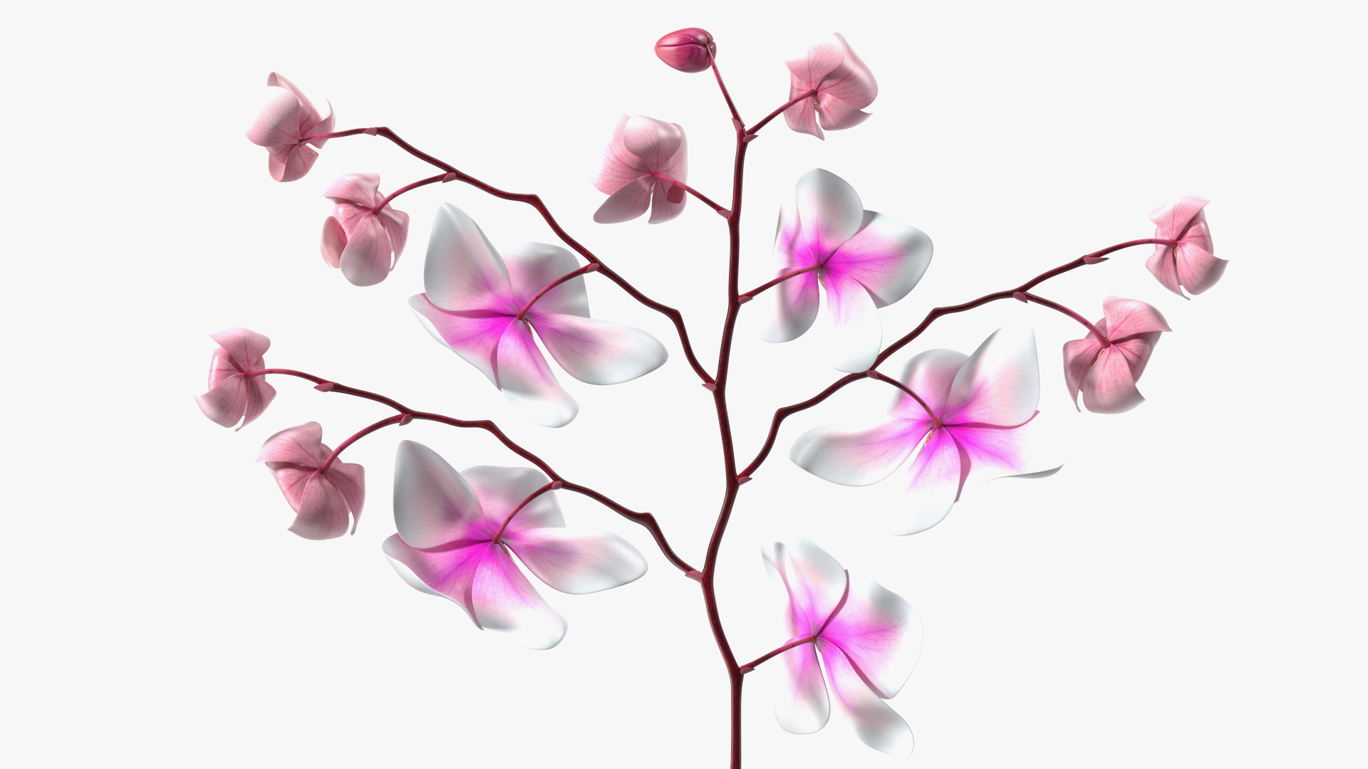 Phalaenopsis Orchid and Glass Vase 3D model