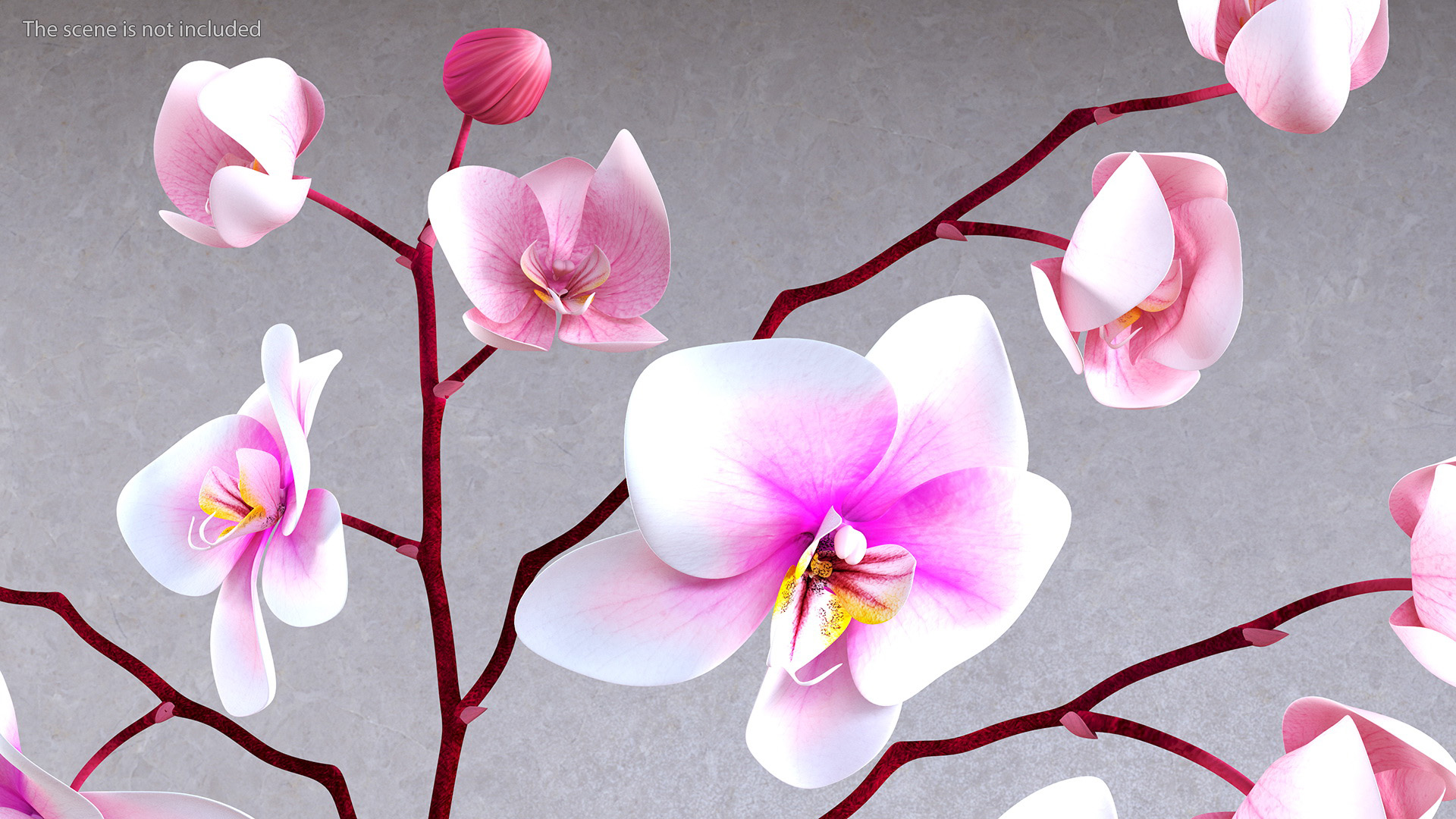 Phalaenopsis Orchid and Glass Vase 3D model
