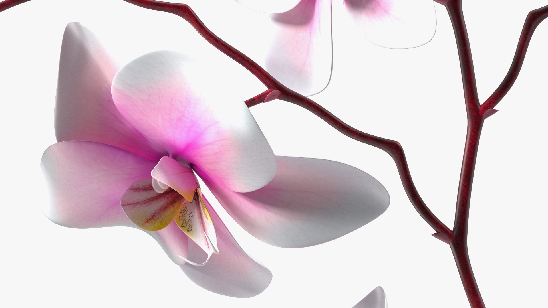 Phalaenopsis Orchid and Glass Vase 3D model