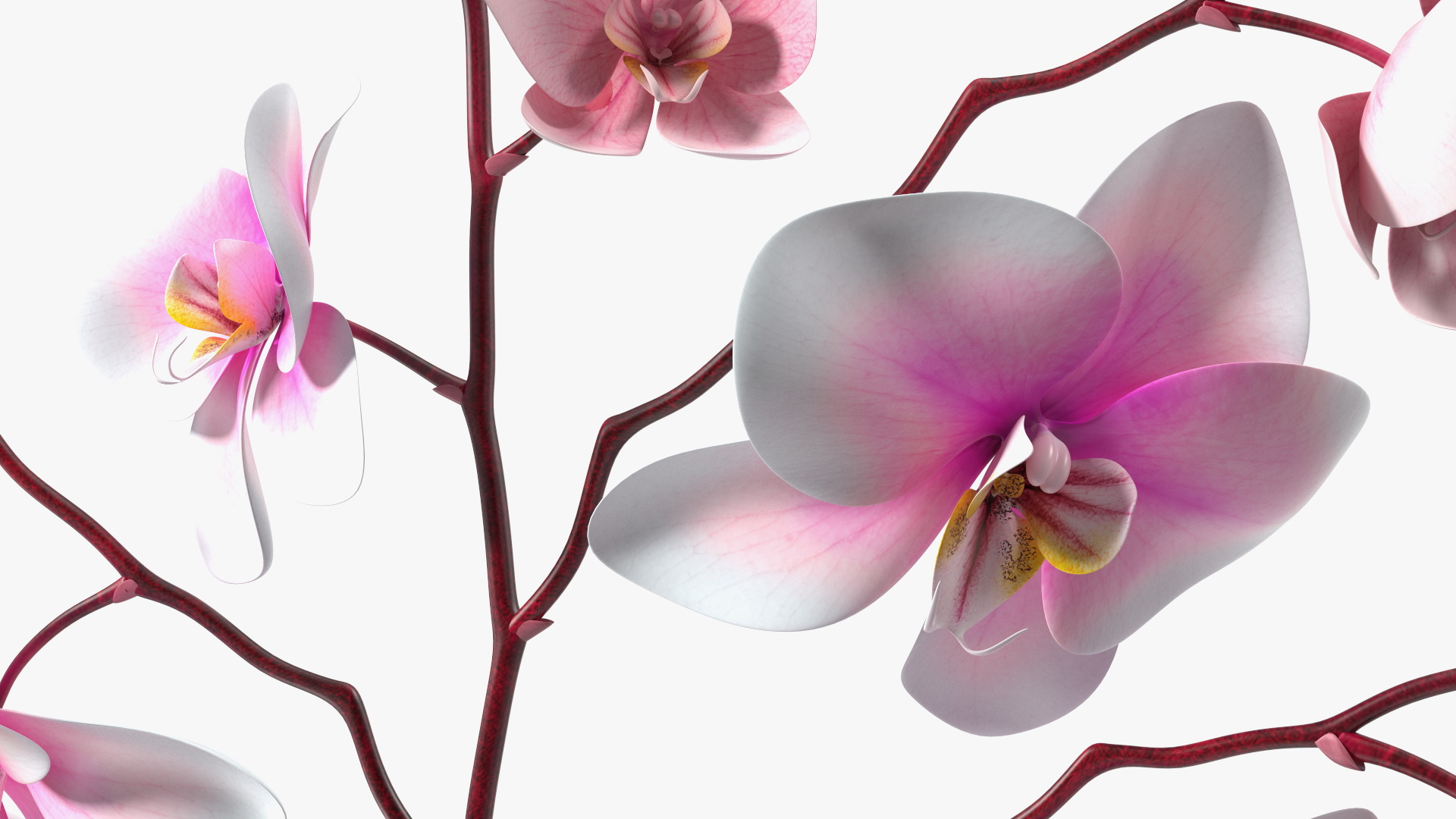Phalaenopsis Orchid and Glass Vase 3D model