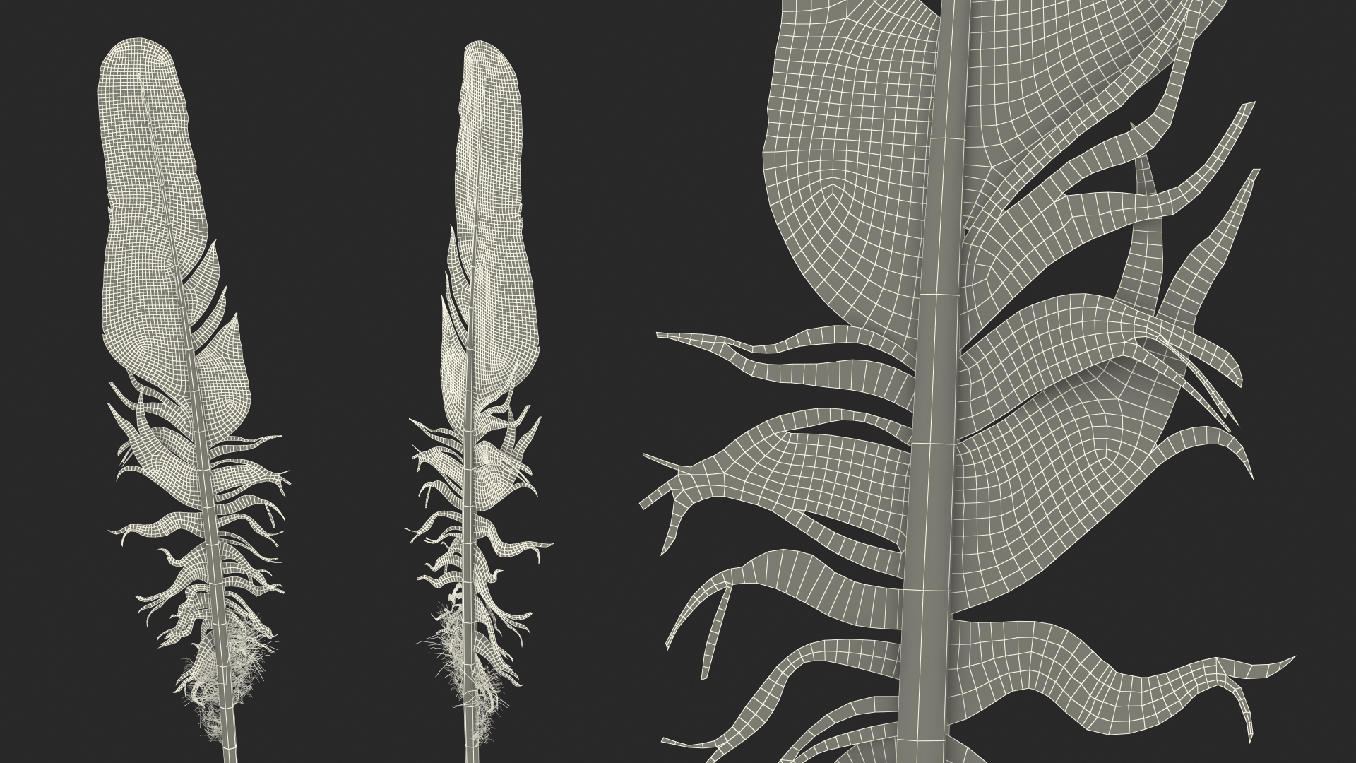 3D Feather Bird Brown Colored