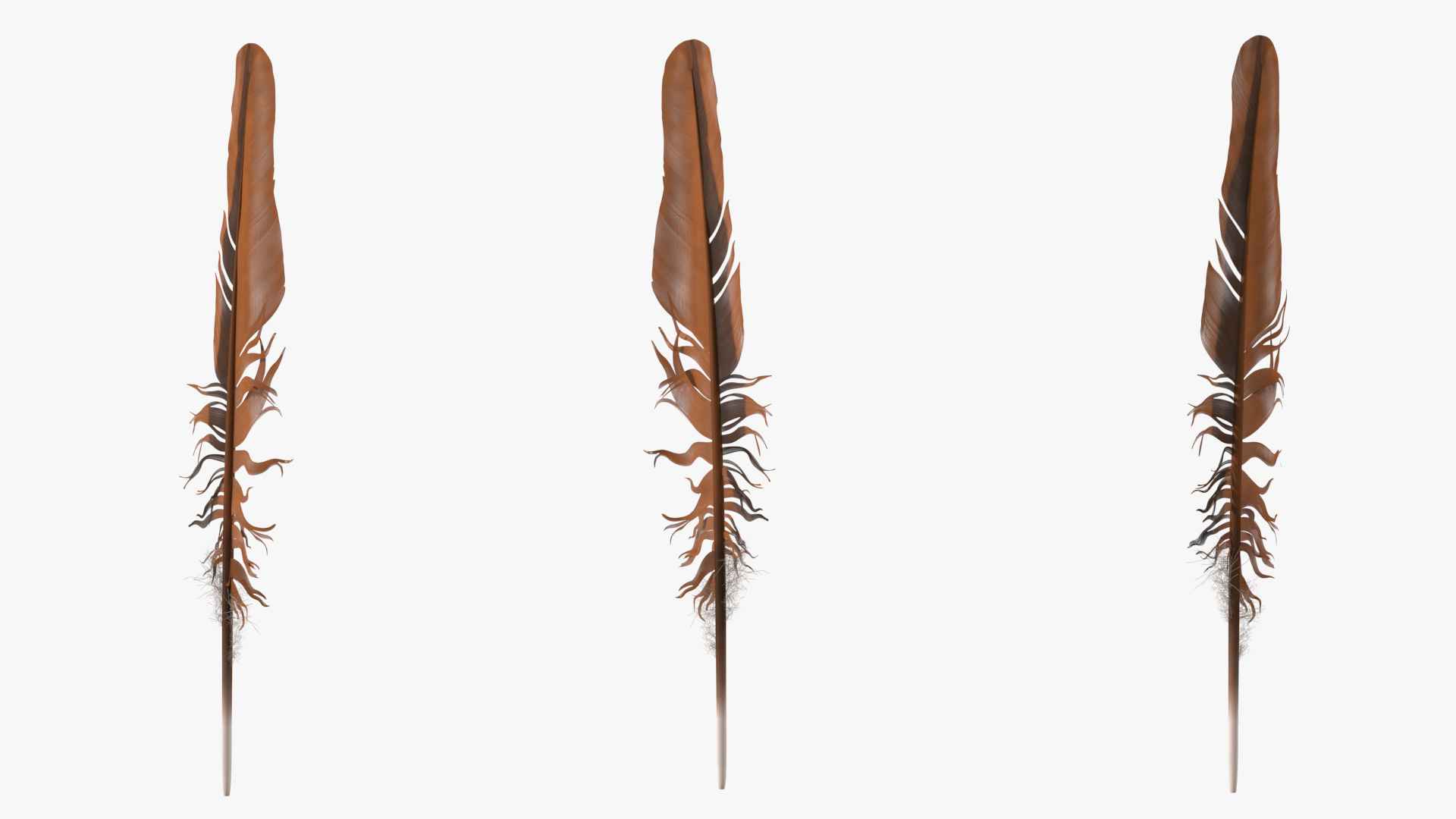 3D Feather Bird Brown Colored