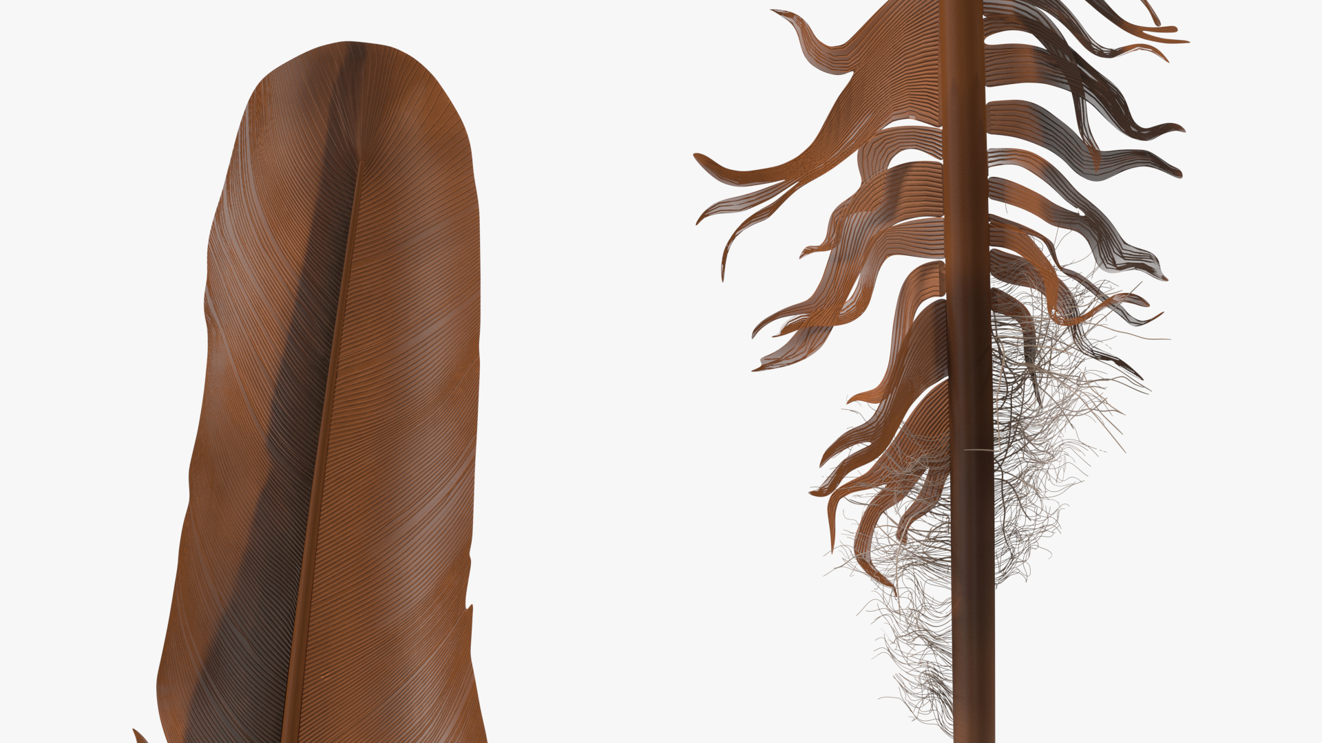 3D Feather Bird Brown Colored