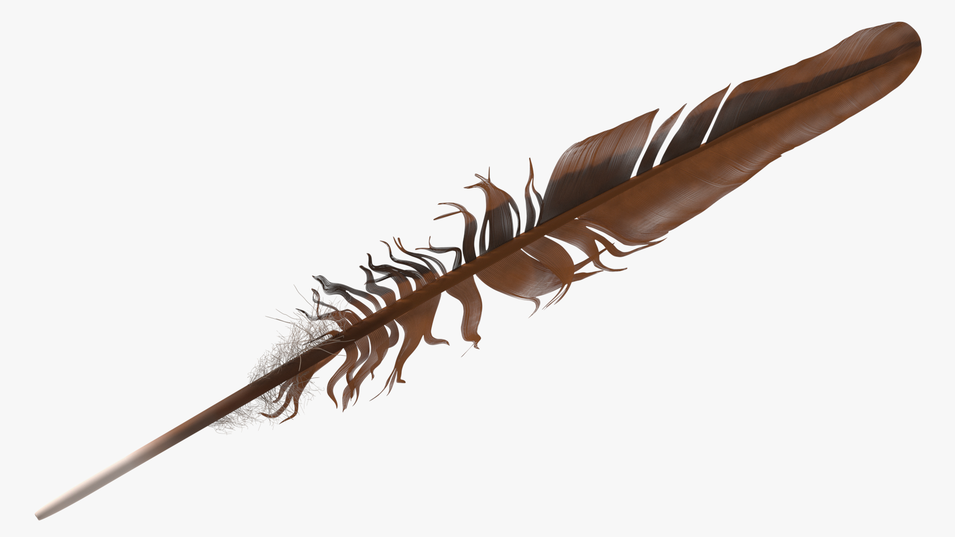 3D Feather Bird Brown Colored
