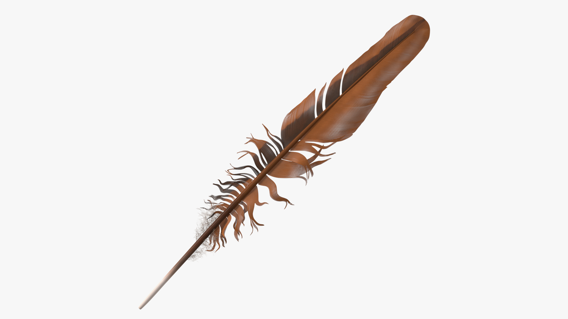 3D Feather Bird Brown Colored