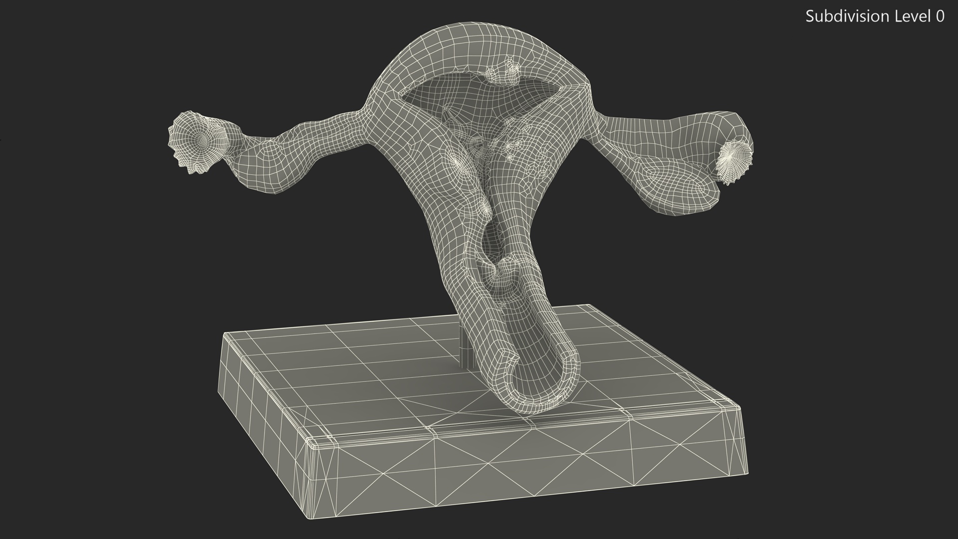 3D Layout Anatomy Female Uterus model
