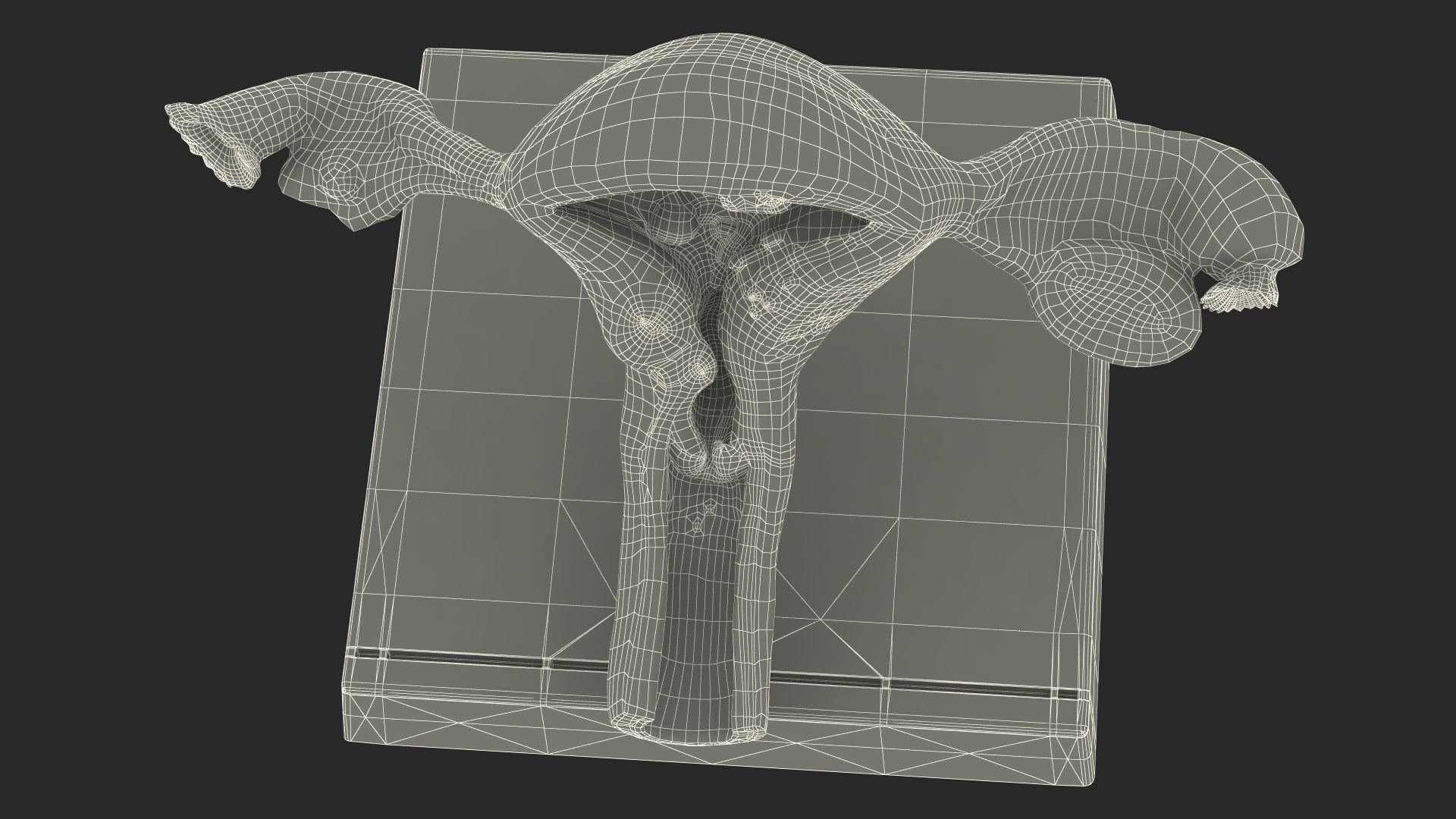 3D Layout Anatomy Female Uterus model