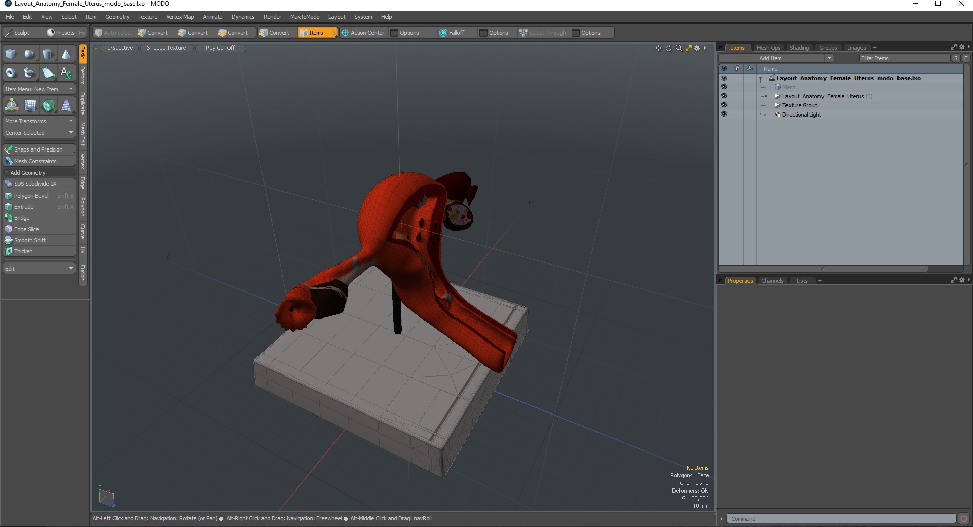 3D Layout Anatomy Female Uterus model