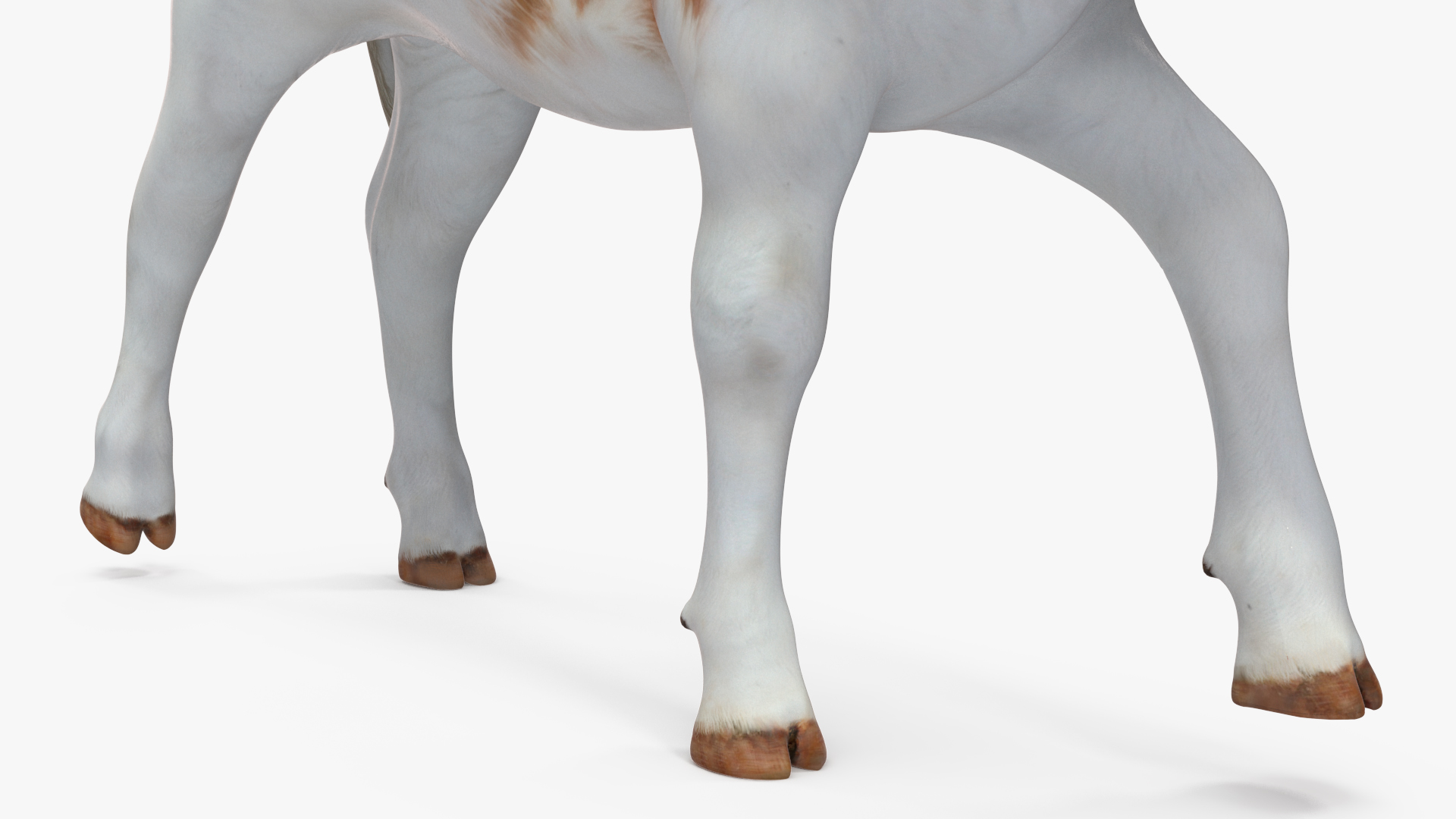 Cow Calf in Walking Pose 3D model