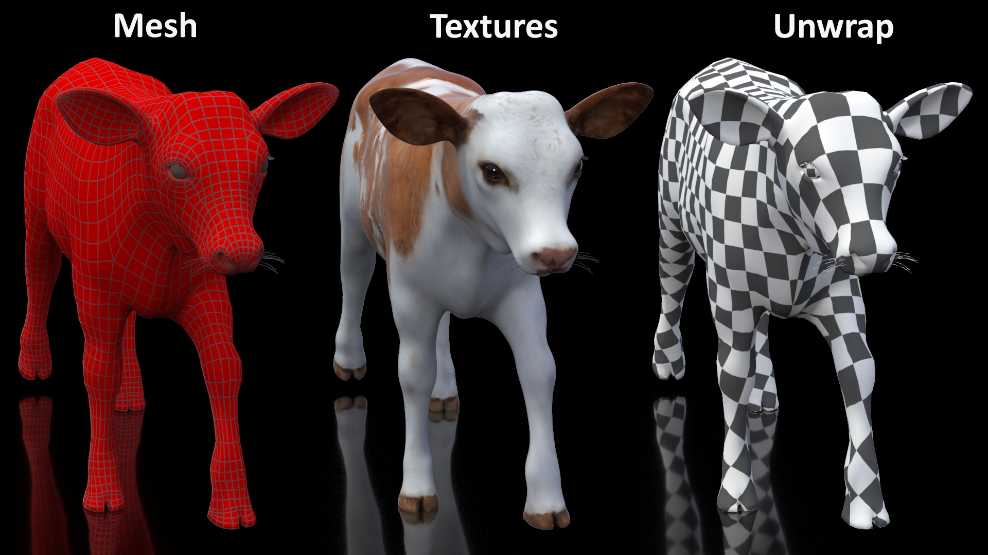Cow Calf in Walking Pose 3D model