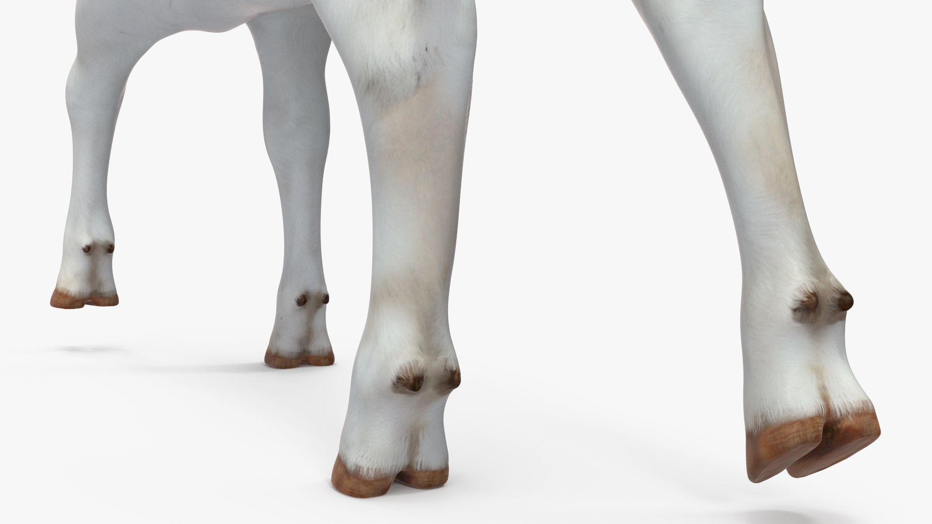 Cow Calf in Walking Pose 3D model