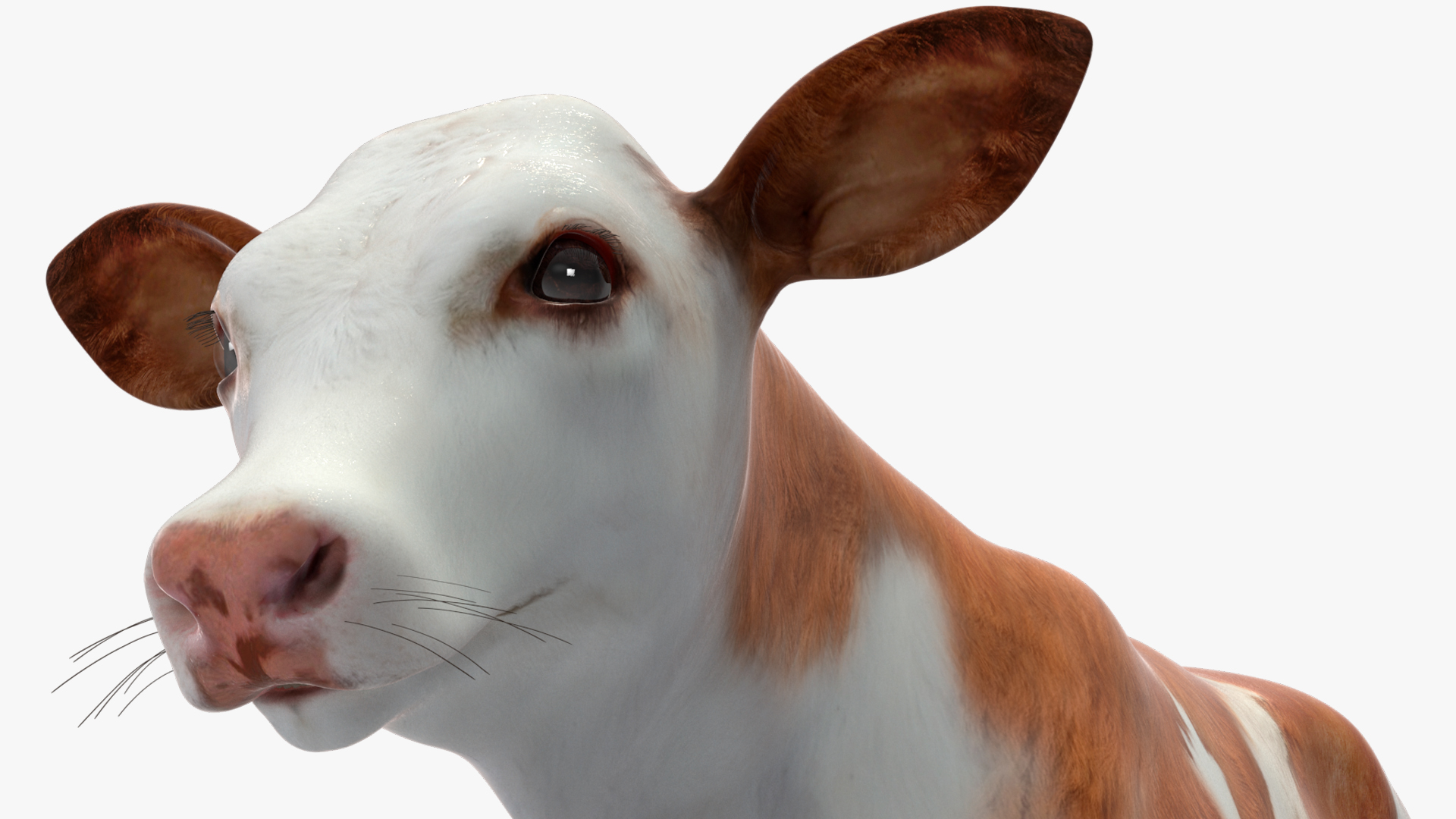 Cow Calf in Walking Pose 3D model