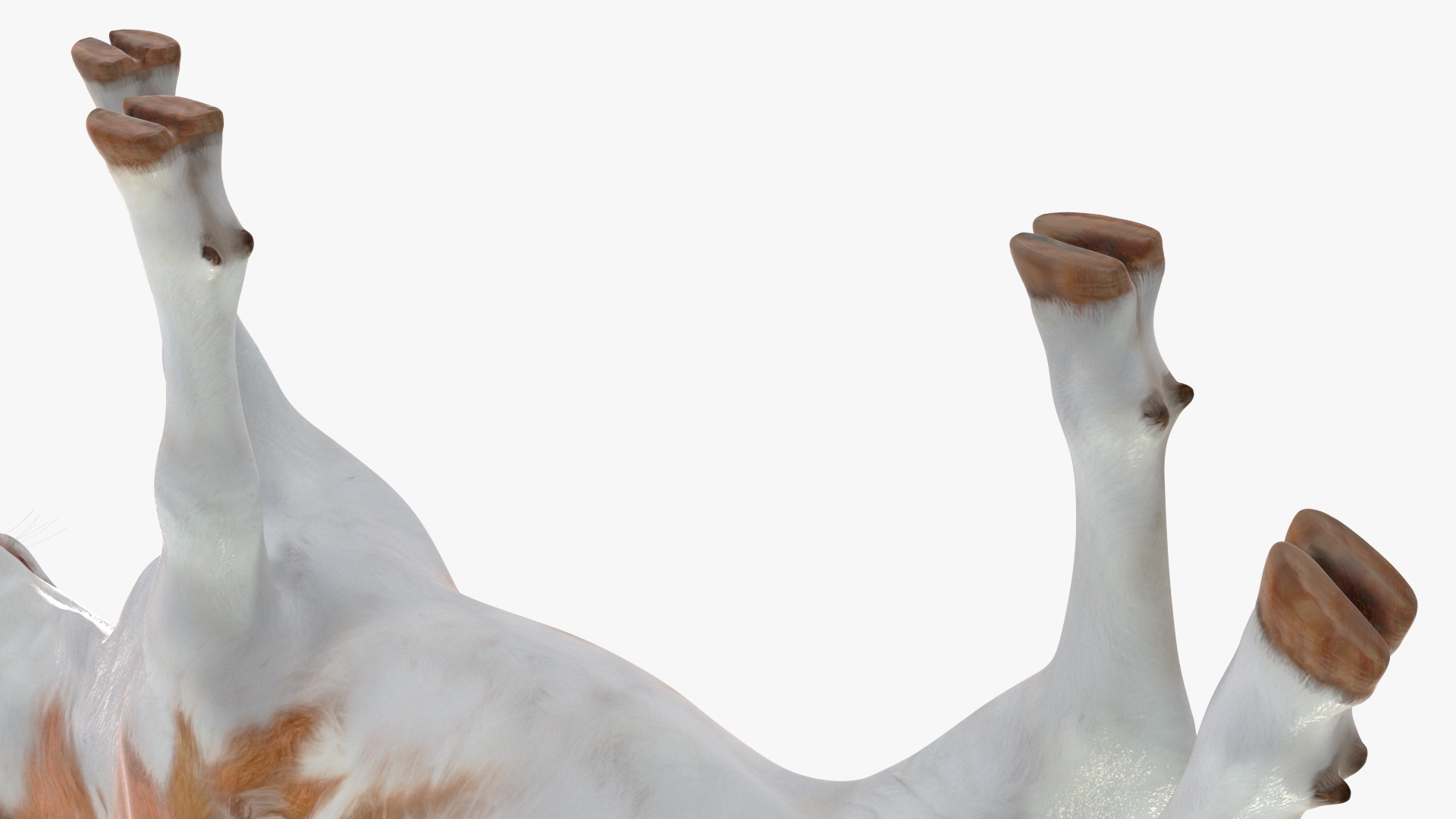 Cow Calf in Walking Pose 3D model