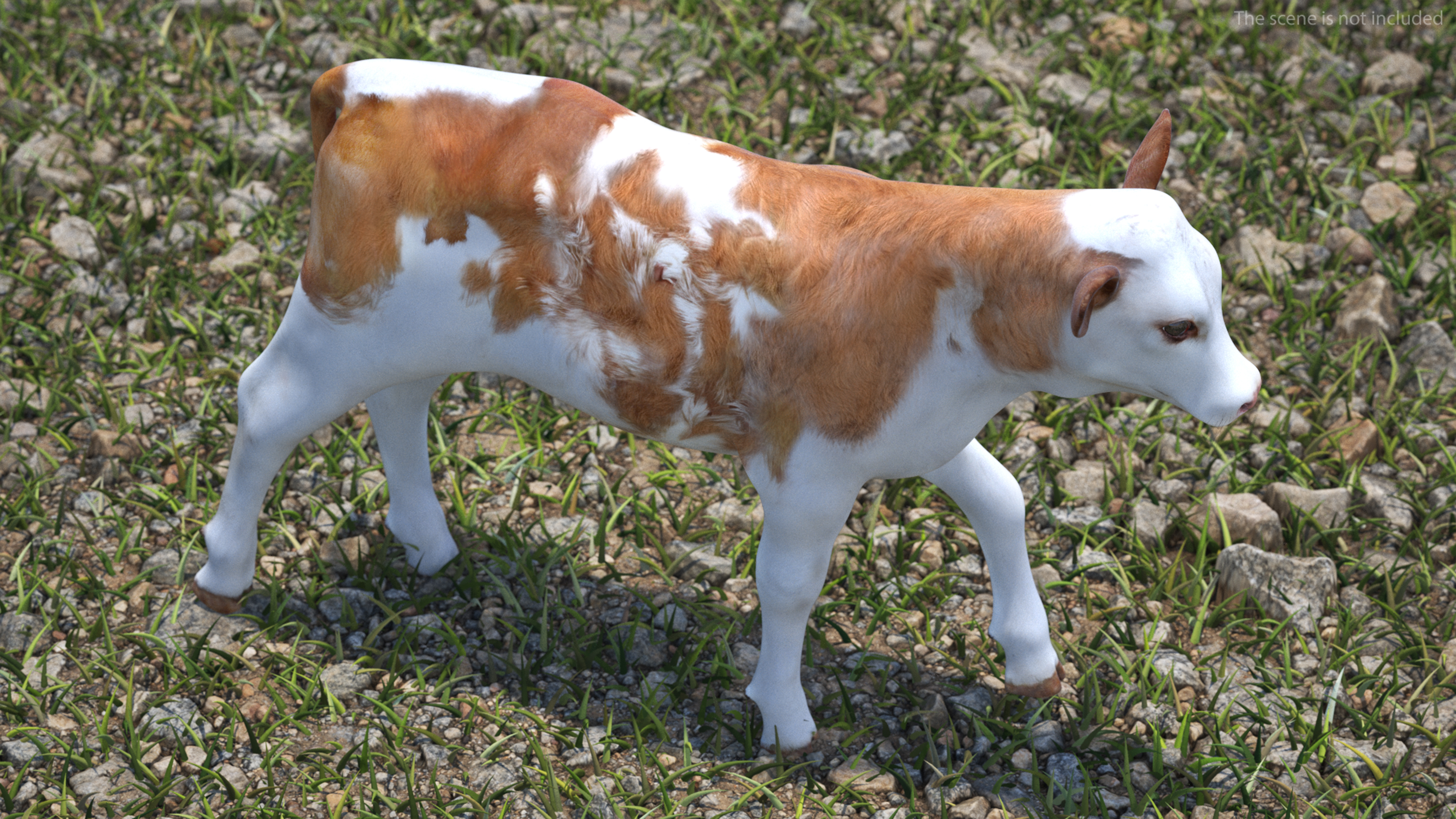 Cow Calf in Walking Pose 3D model