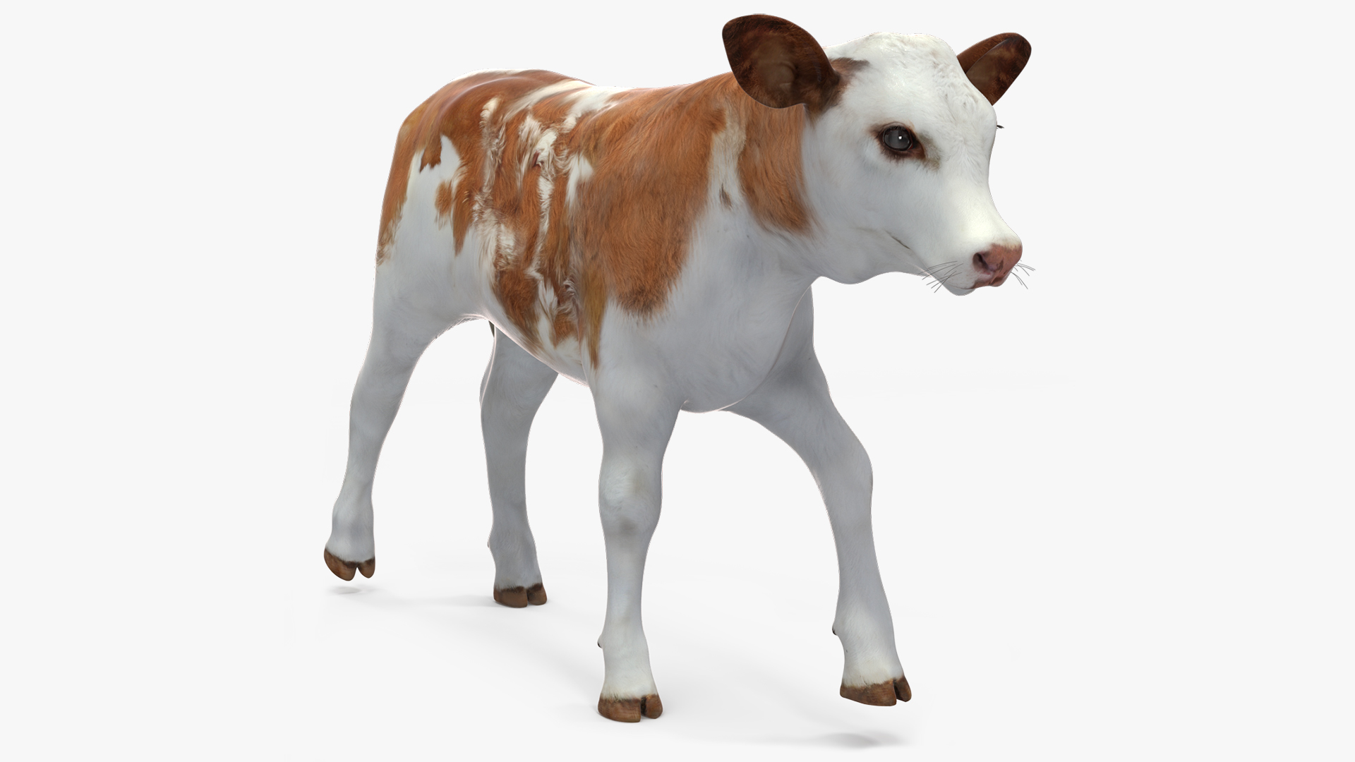 Cow Calf in Walking Pose 3D model
