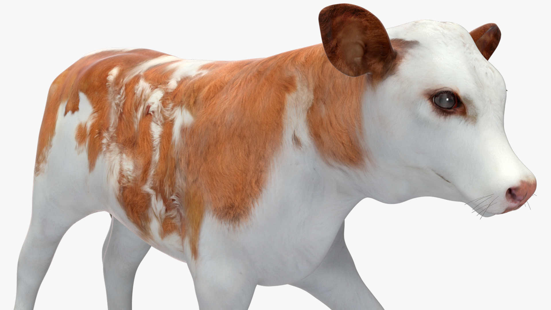 Cow Calf in Walking Pose 3D model