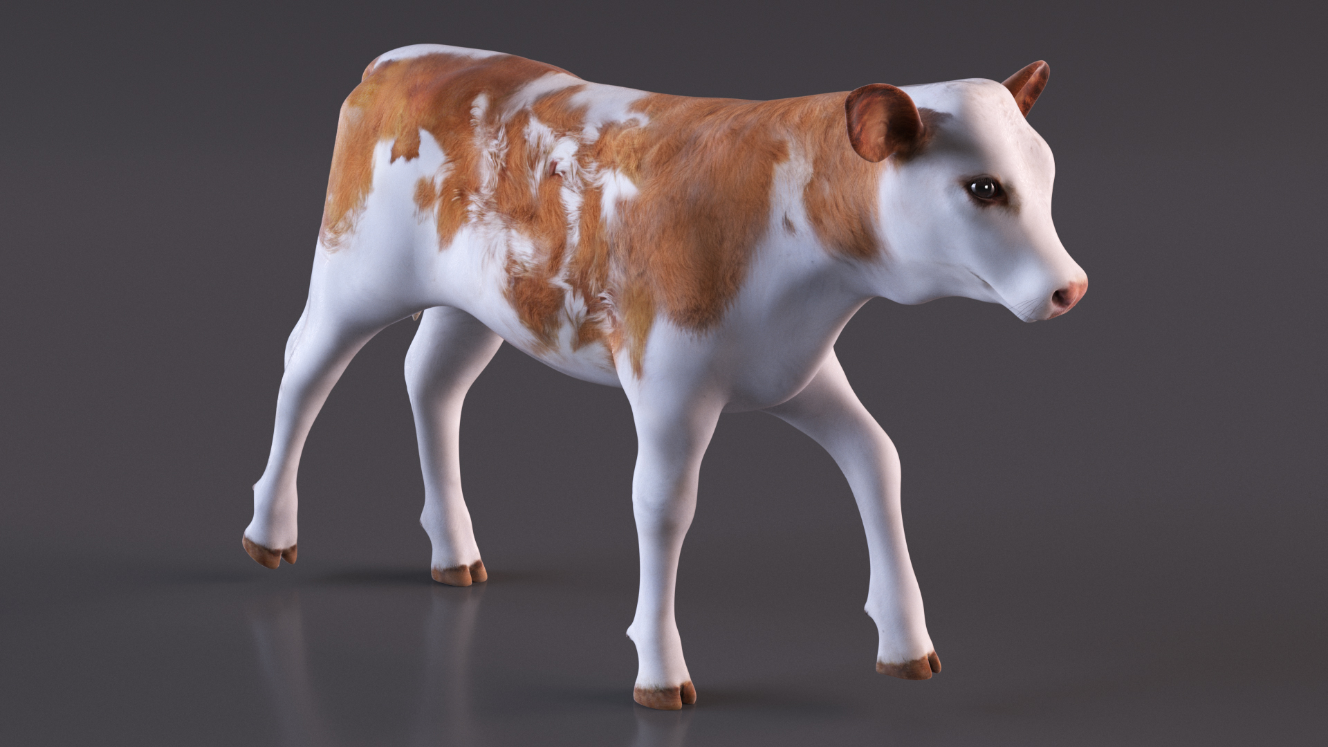 Cow Calf in Walking Pose 3D model