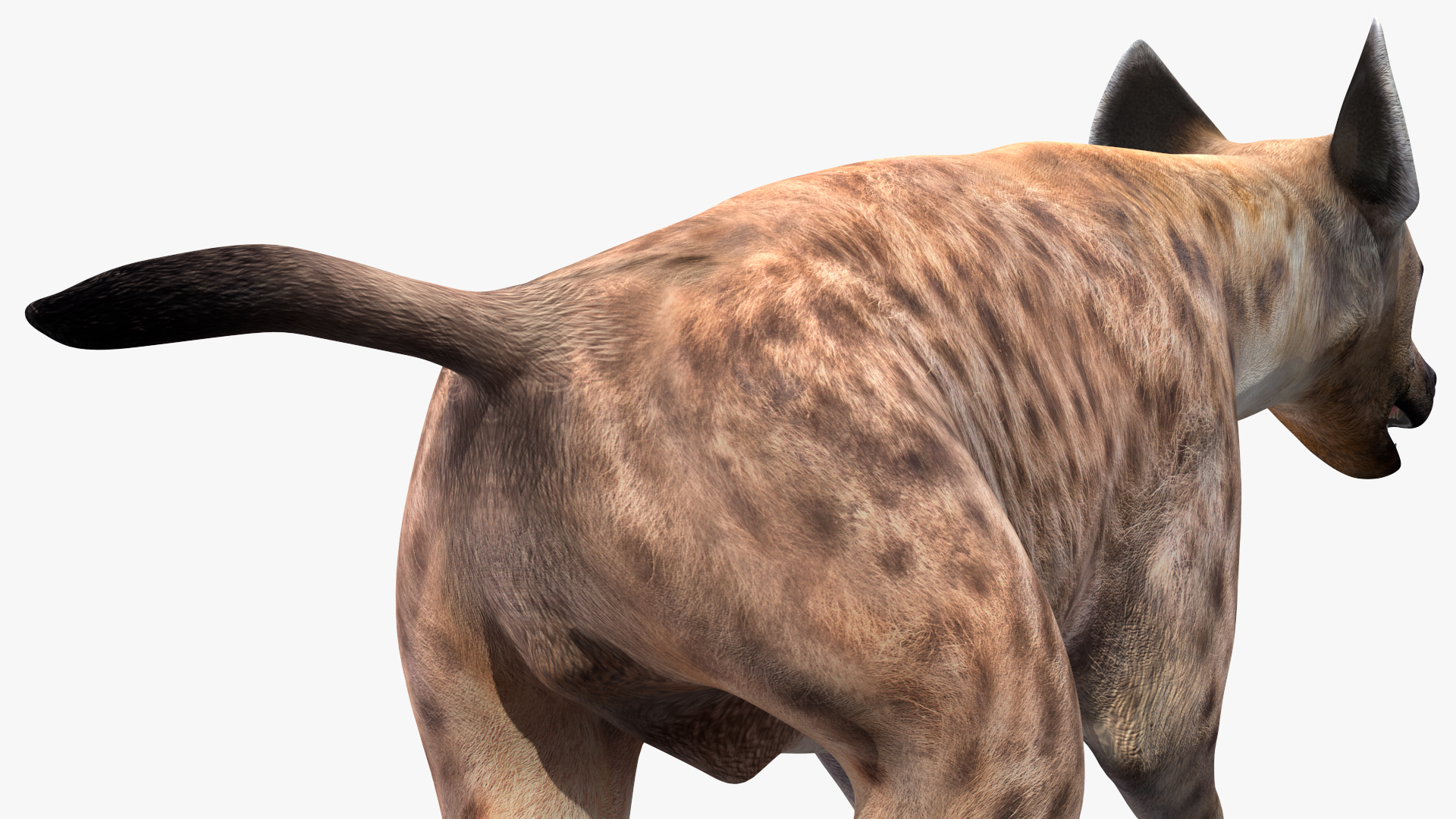 3D Hyena Running Pose model