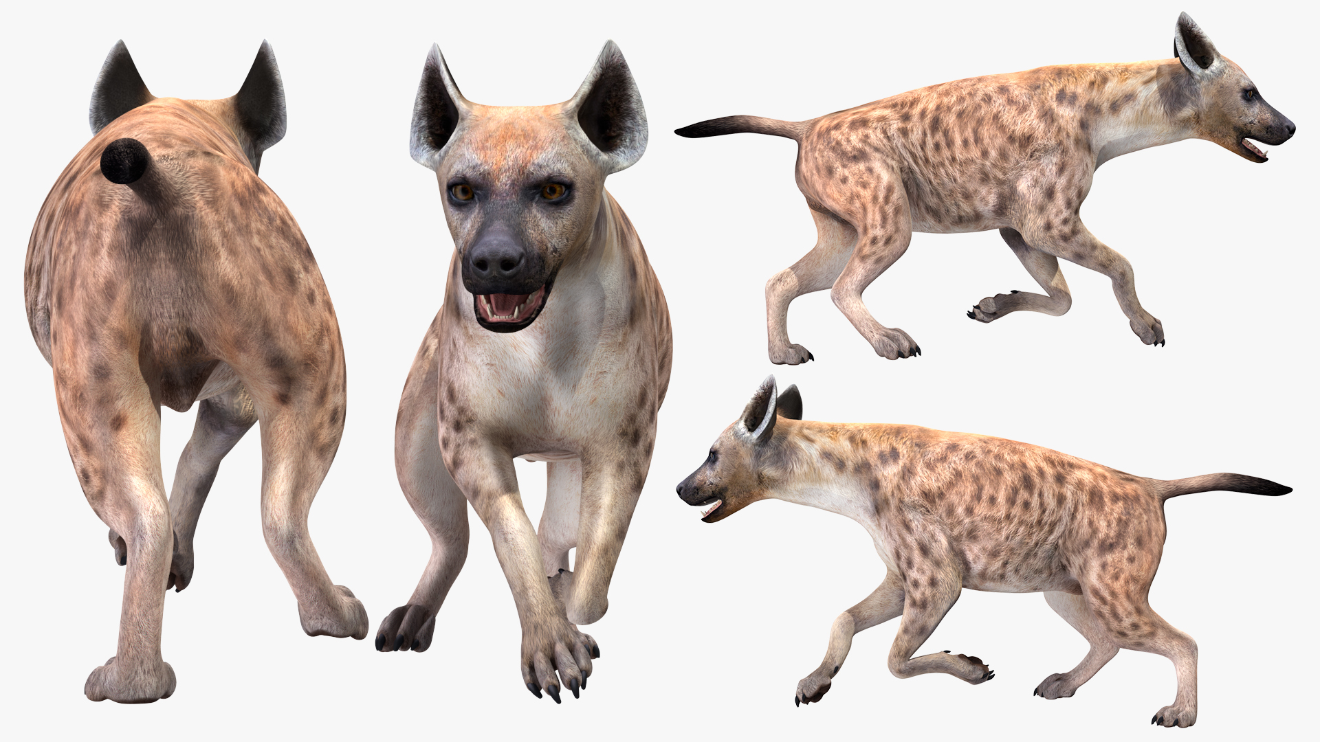 3D Hyena Running Pose model