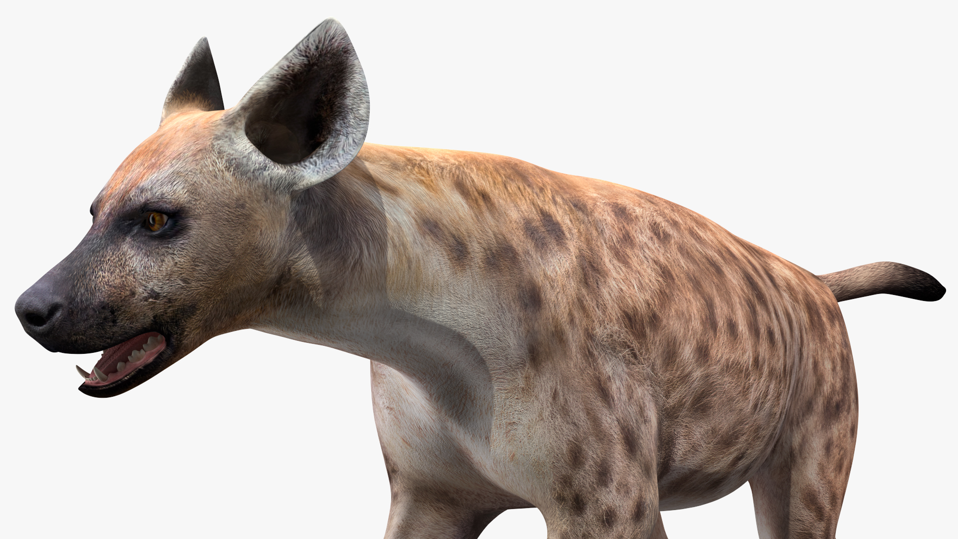 3D Hyena Running Pose model