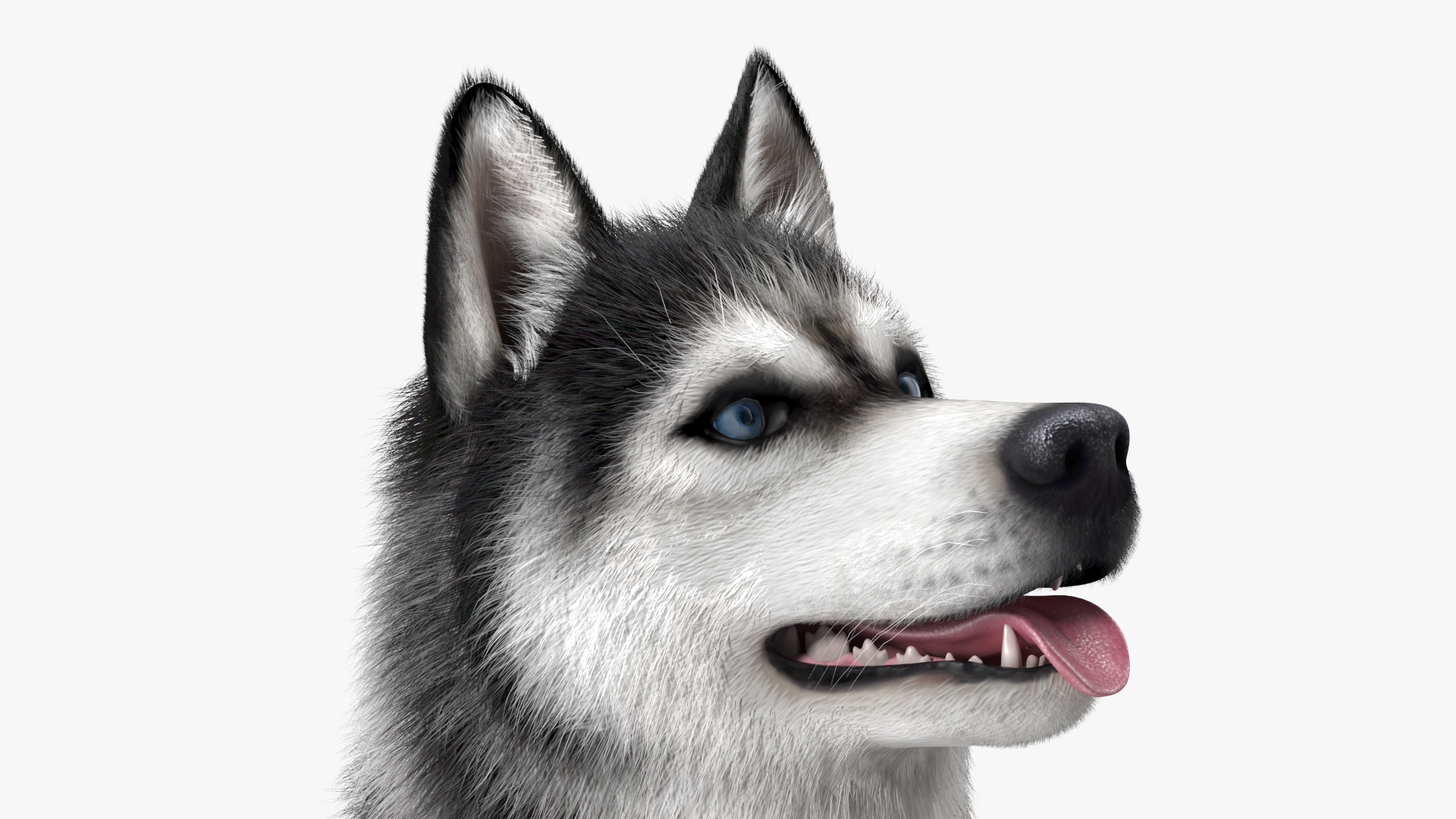 Siberian Husky Black and White Fur 3D model