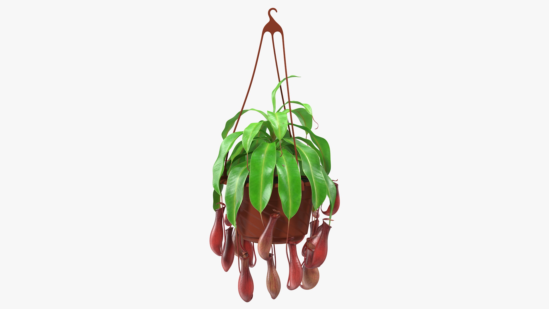 3D model Nepenthes Alata in Hanging Pot