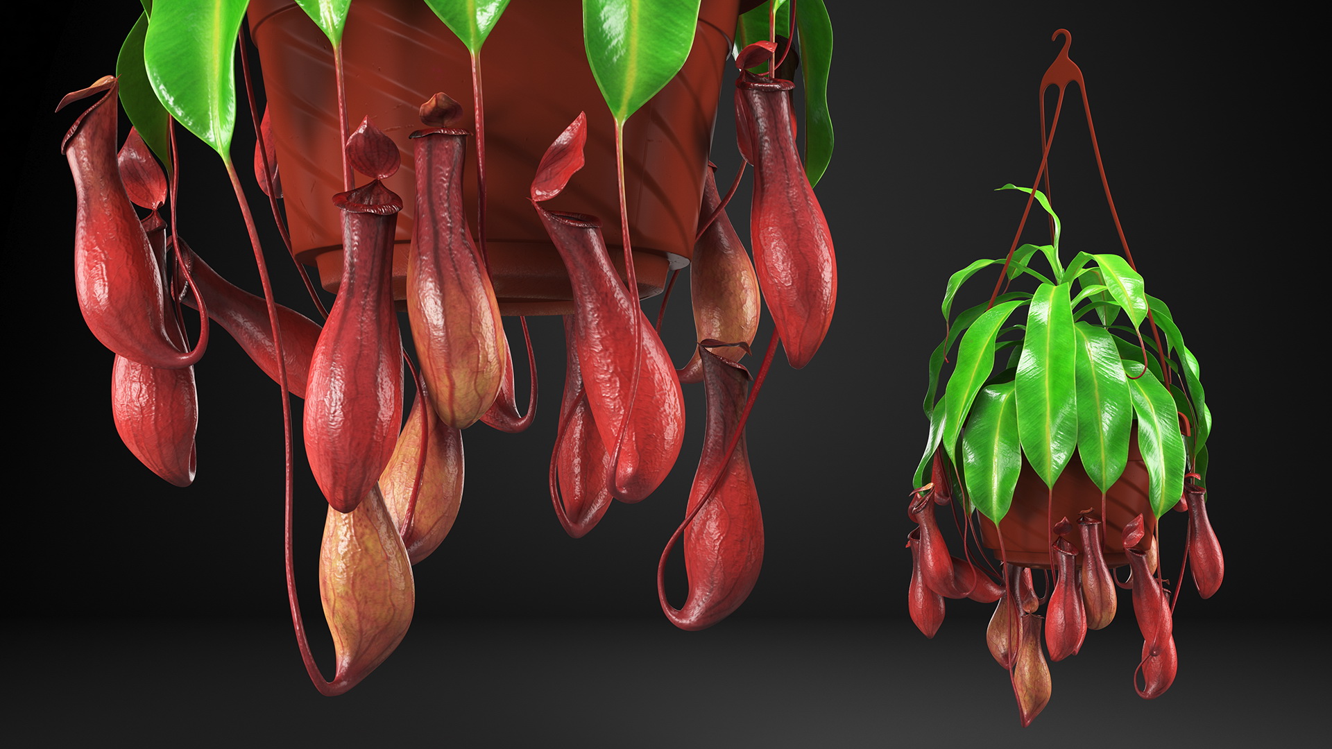 3D model Nepenthes Alata in Hanging Pot