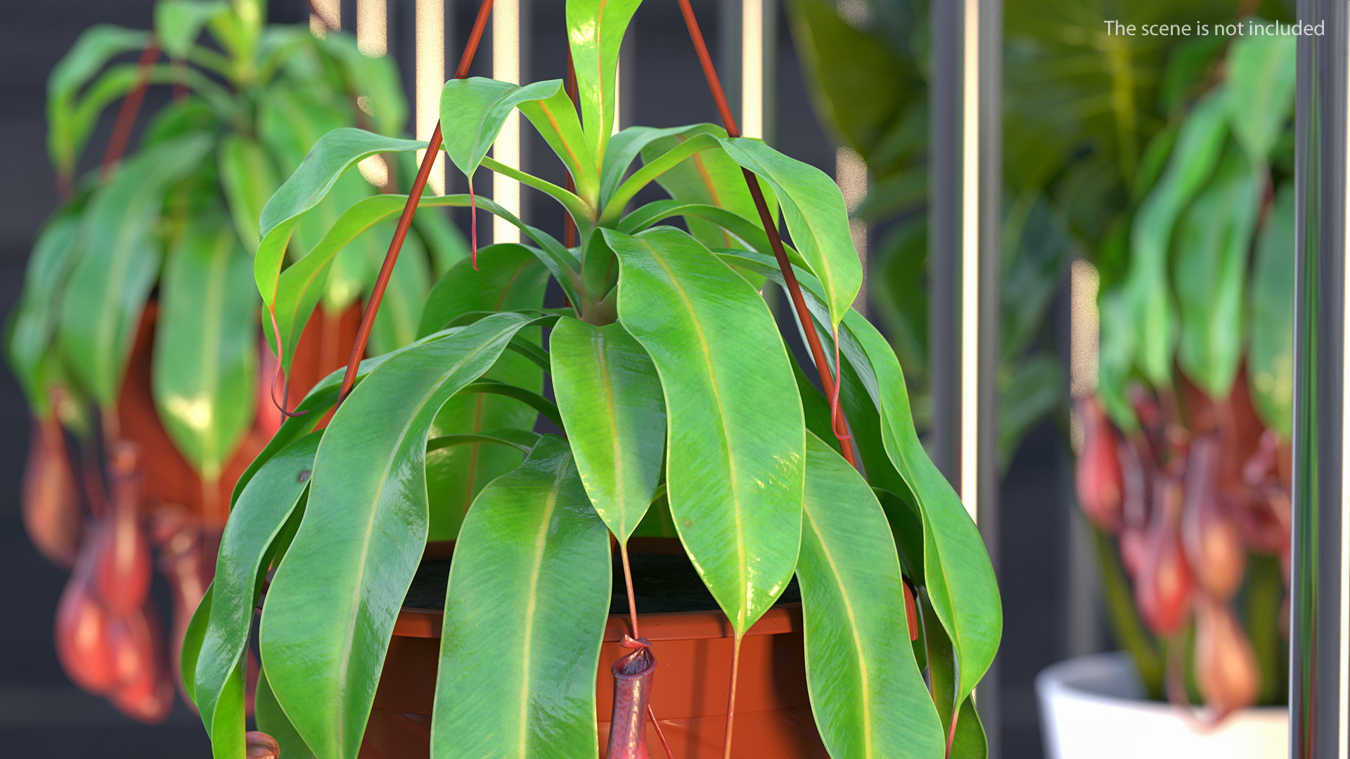 3D model Nepenthes Alata in Hanging Pot