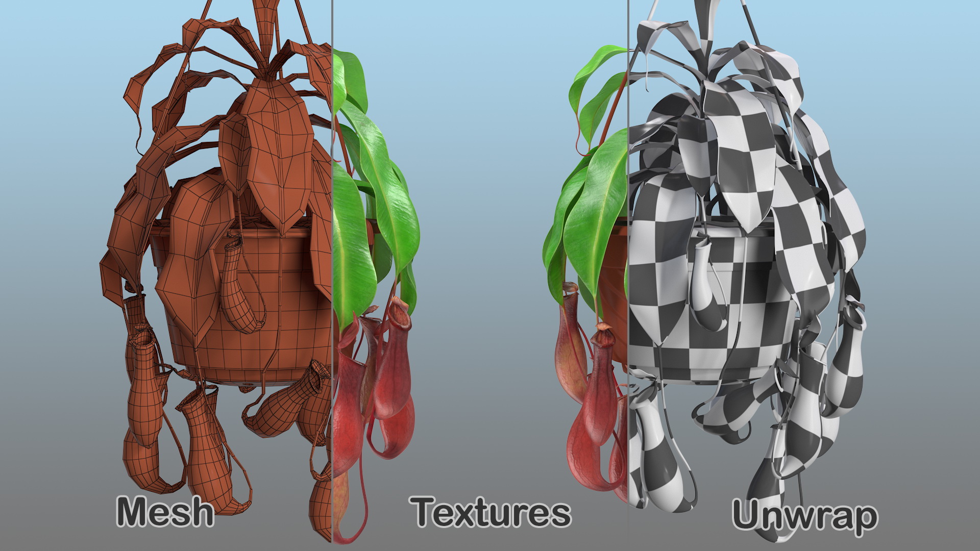 3D model Nepenthes Alata in Hanging Pot