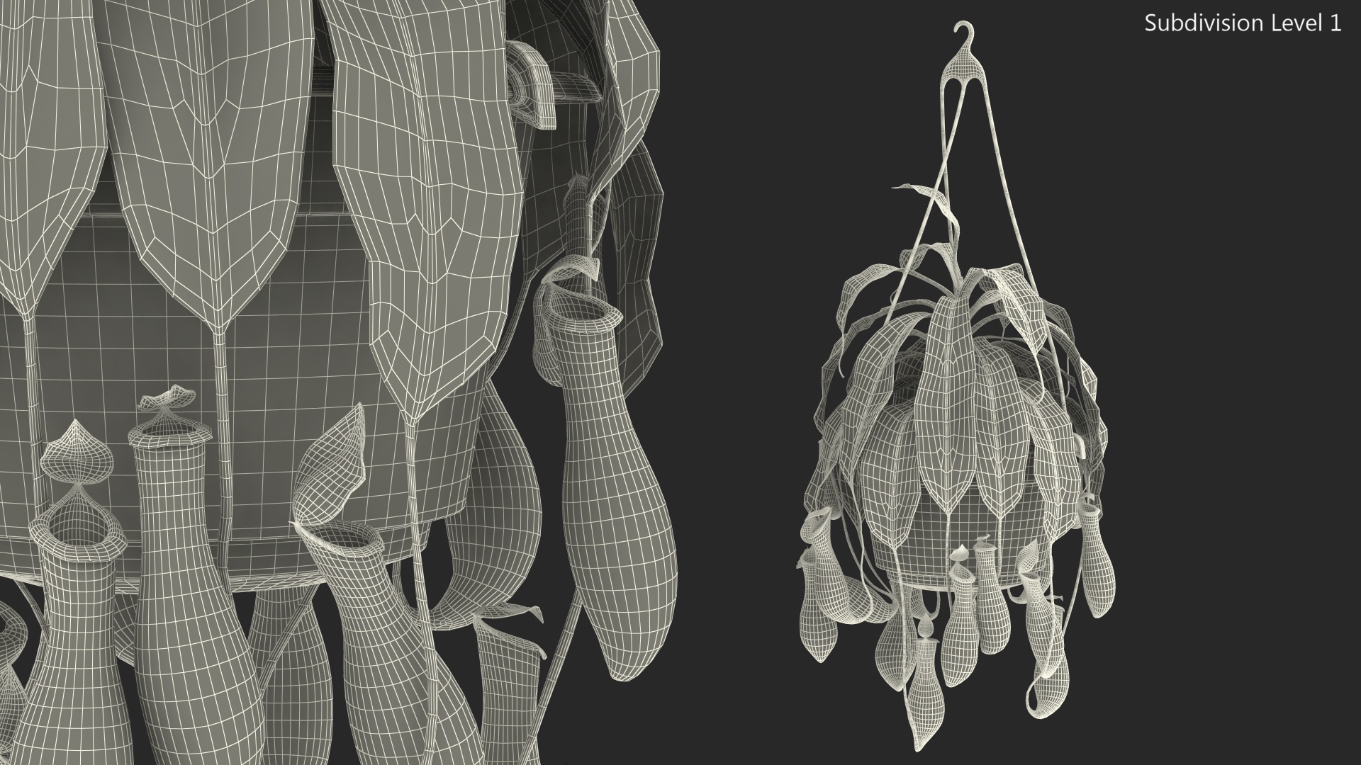 3D model Nepenthes Alata in Hanging Pot