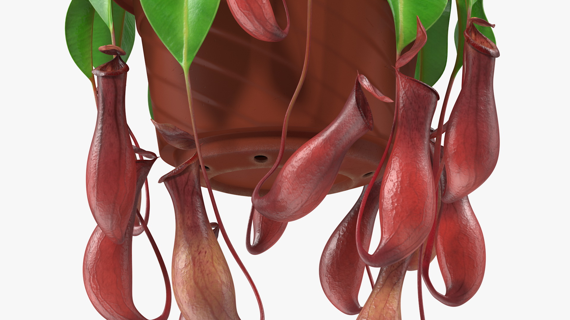 3D model Nepenthes Alata in Hanging Pot