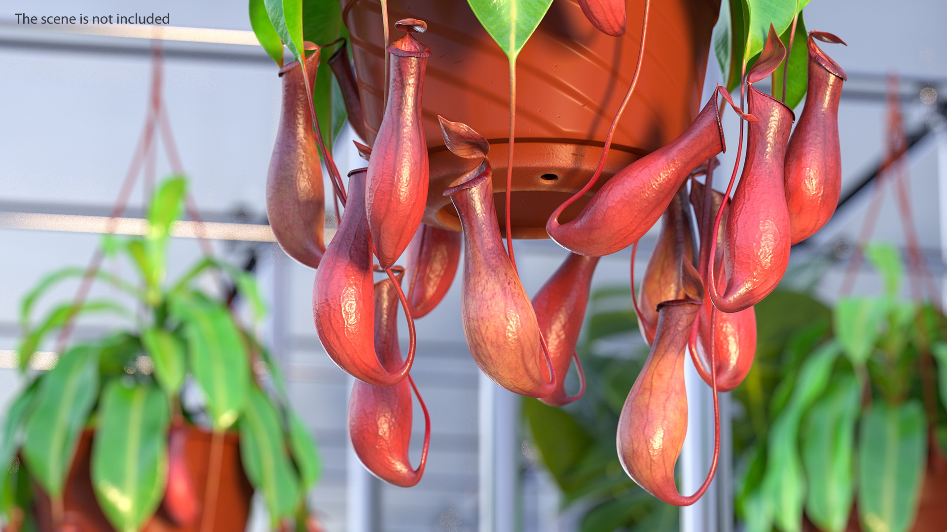 3D model Nepenthes Alata in Hanging Pot
