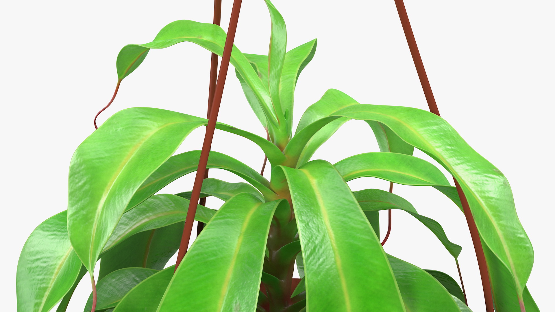 3D model Nepenthes Alata in Hanging Pot