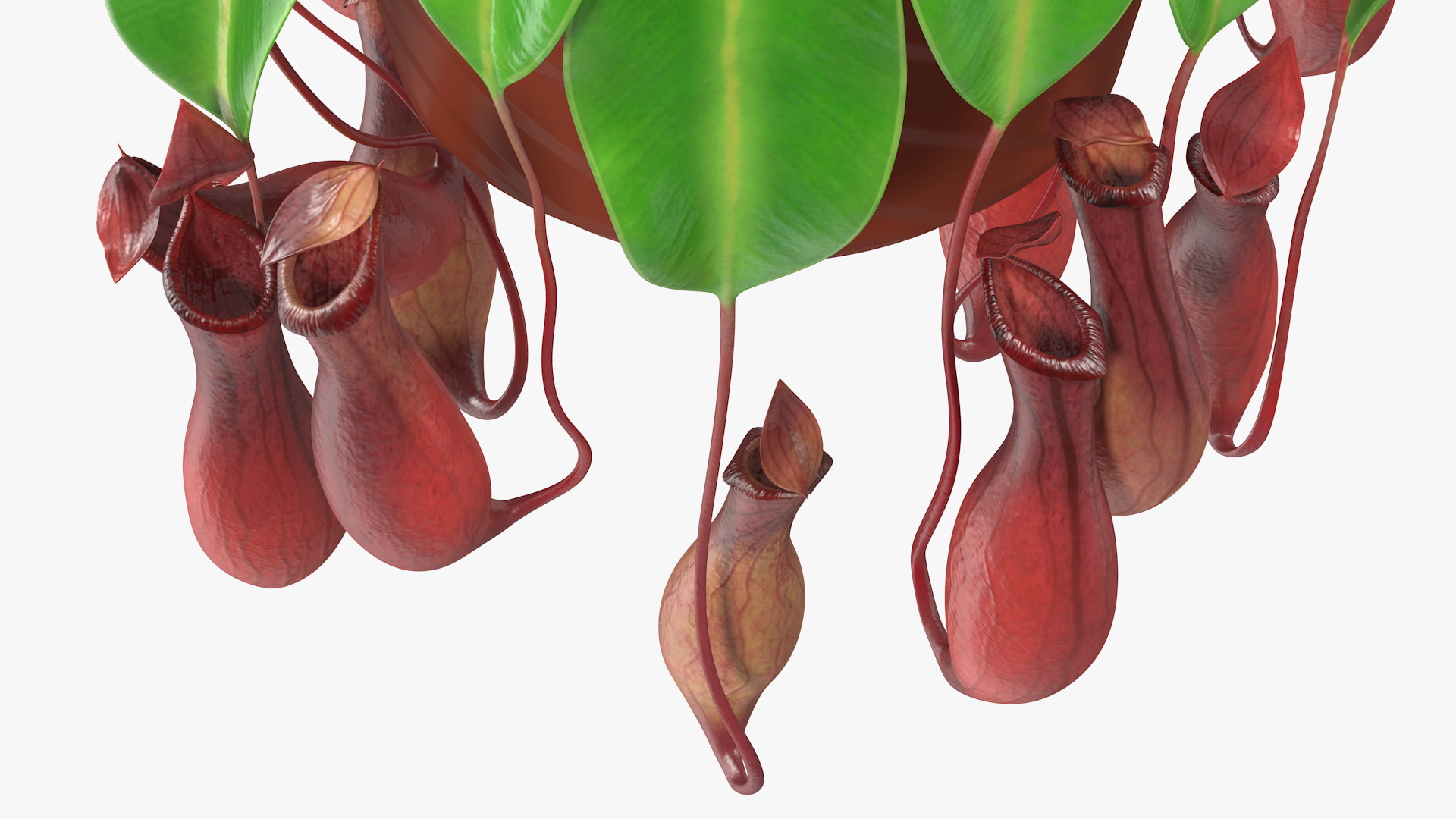 3D model Nepenthes Alata in Hanging Pot