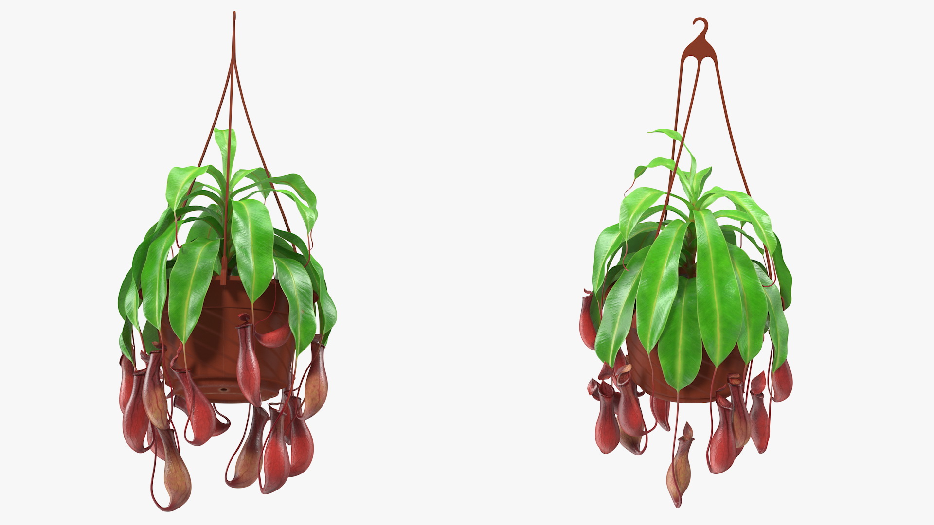 3D model Nepenthes Alata in Hanging Pot