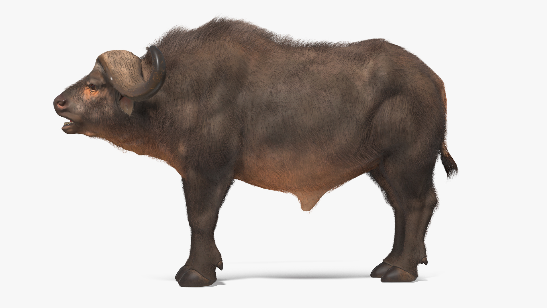 3D model Syncerus Caffer African Buffalo with Fur