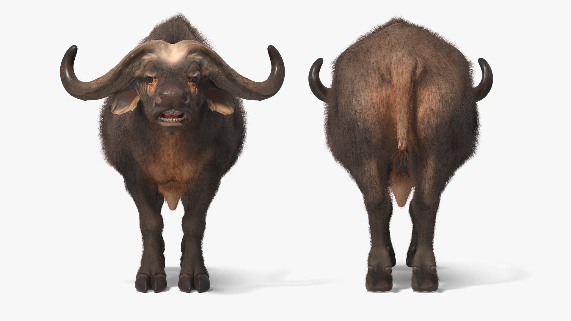 3D model Syncerus Caffer African Buffalo with Fur