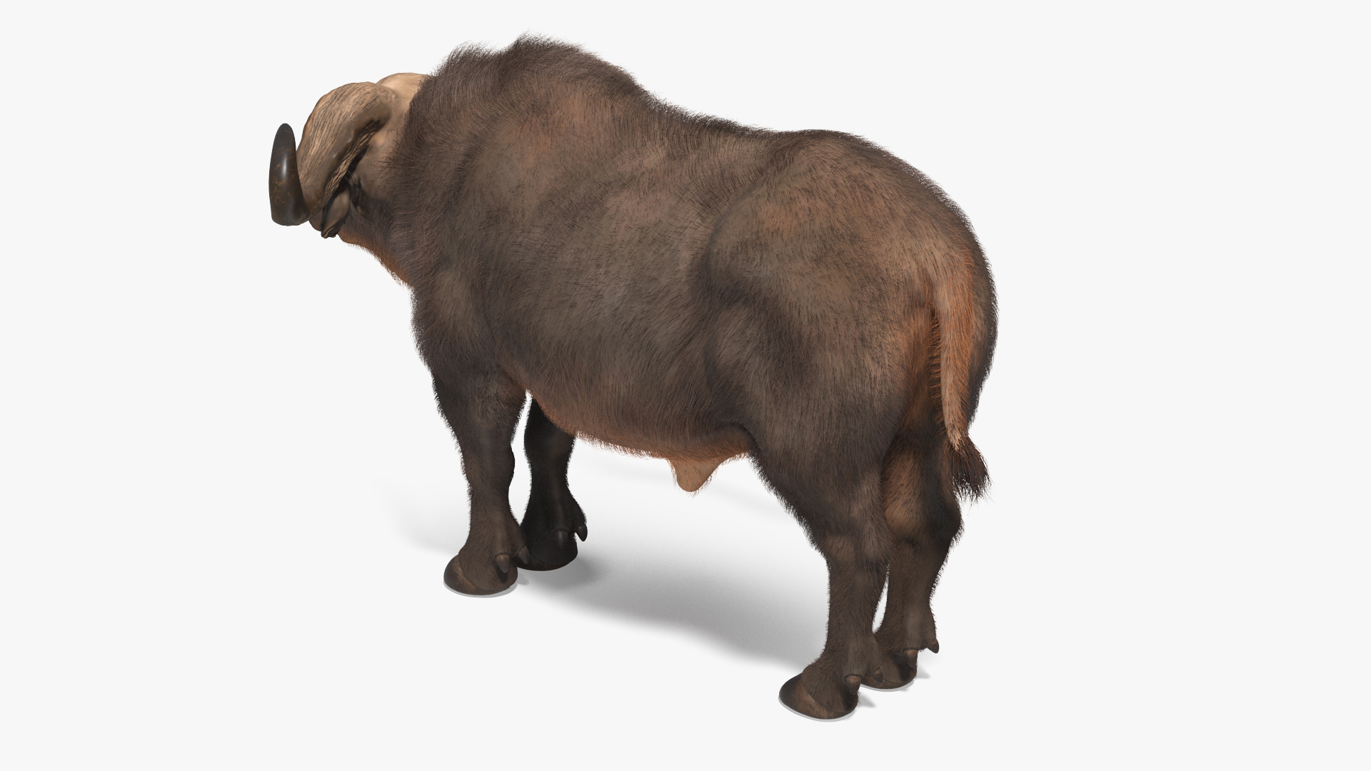 3D model Syncerus Caffer African Buffalo with Fur