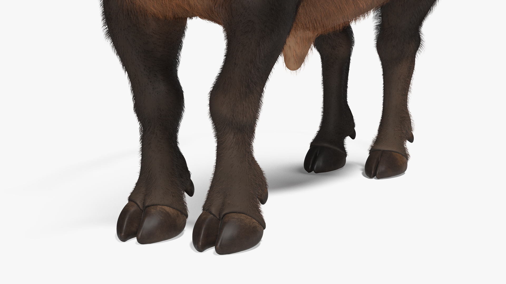 3D model Syncerus Caffer African Buffalo with Fur