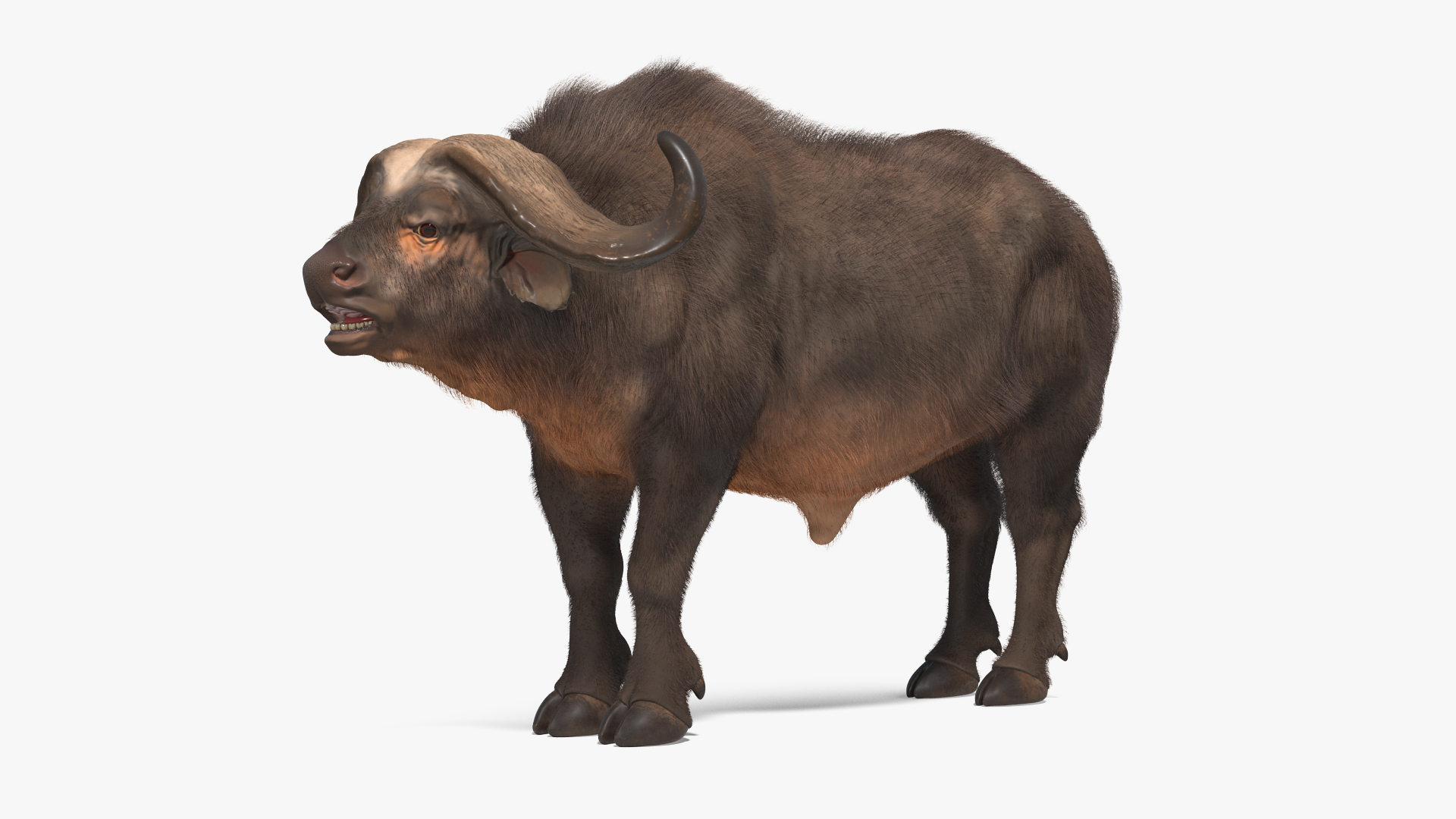 3D model Syncerus Caffer African Buffalo with Fur