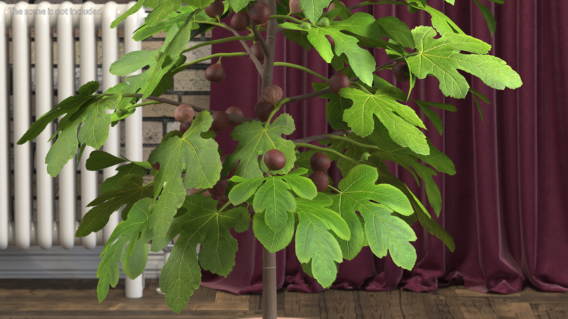 3D Potted Small Fig Tree with Fruits model