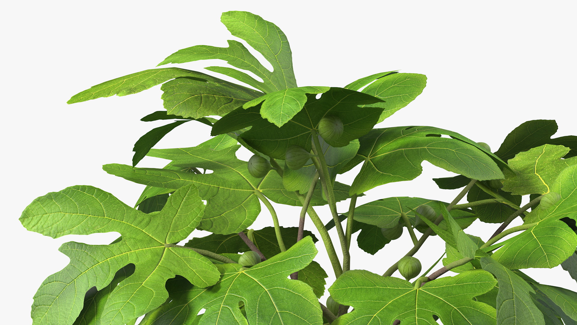 3D Potted Small Fig Tree with Fruits model