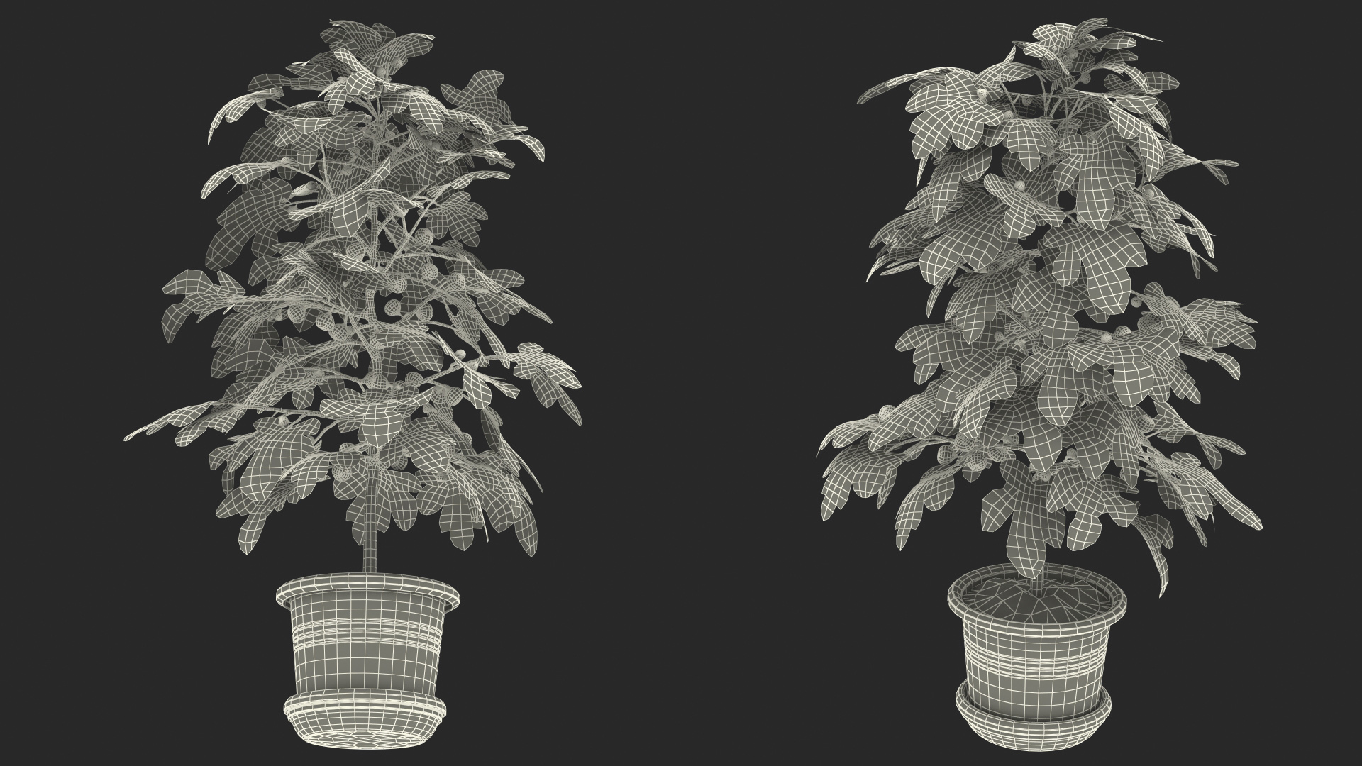 3D Potted Small Fig Tree with Fruits model