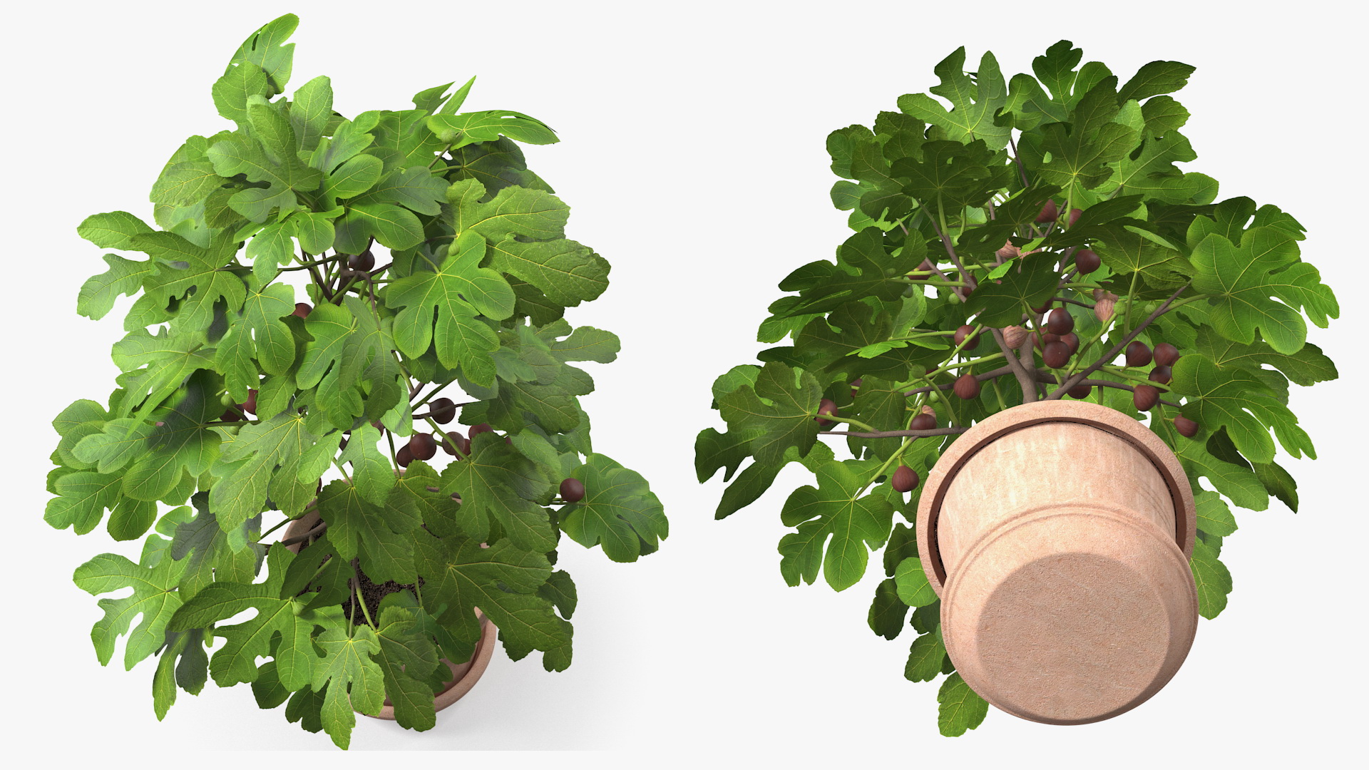 3D Potted Small Fig Tree with Fruits model