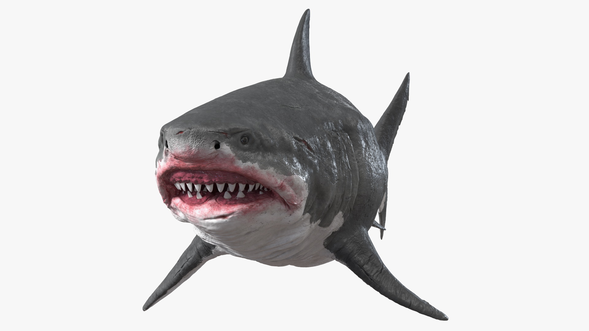 3D Megalodon Swimming Pose model